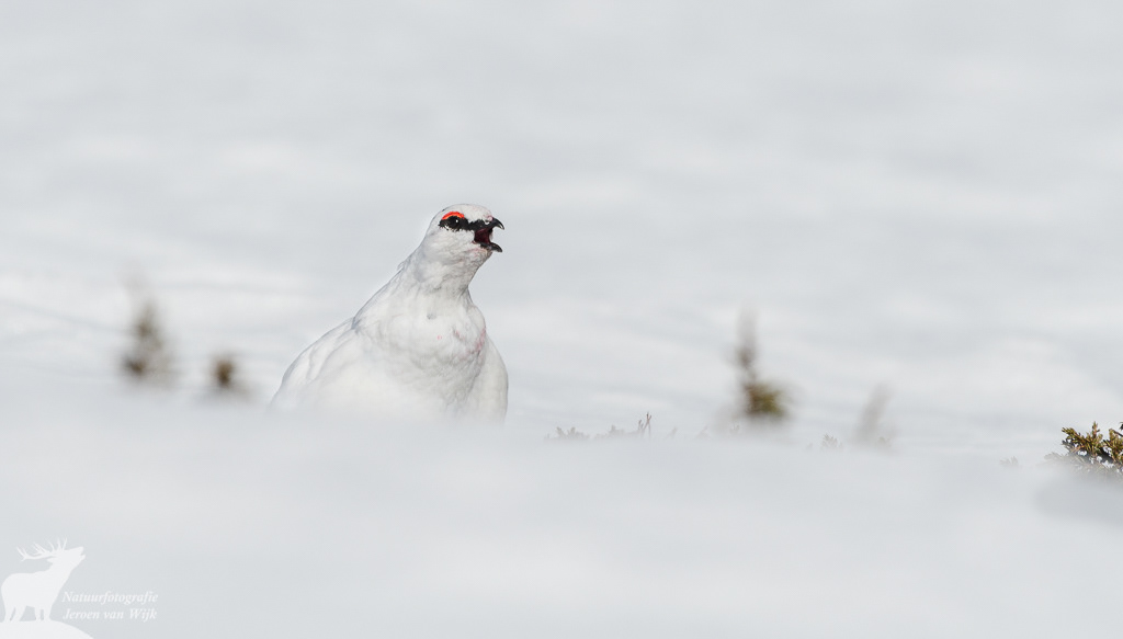 Baltsend mannetje alpensneeuwhoen (Lagopus muta)