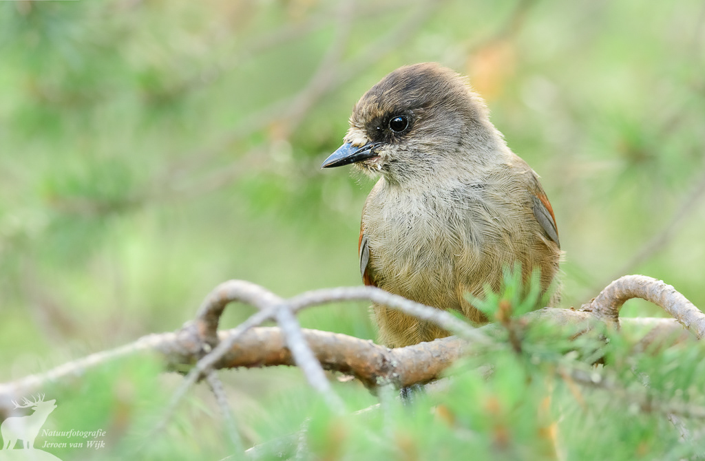 Taigagaai (Perisoreus infaustus), Nationaal park Fulufjället, 2021.