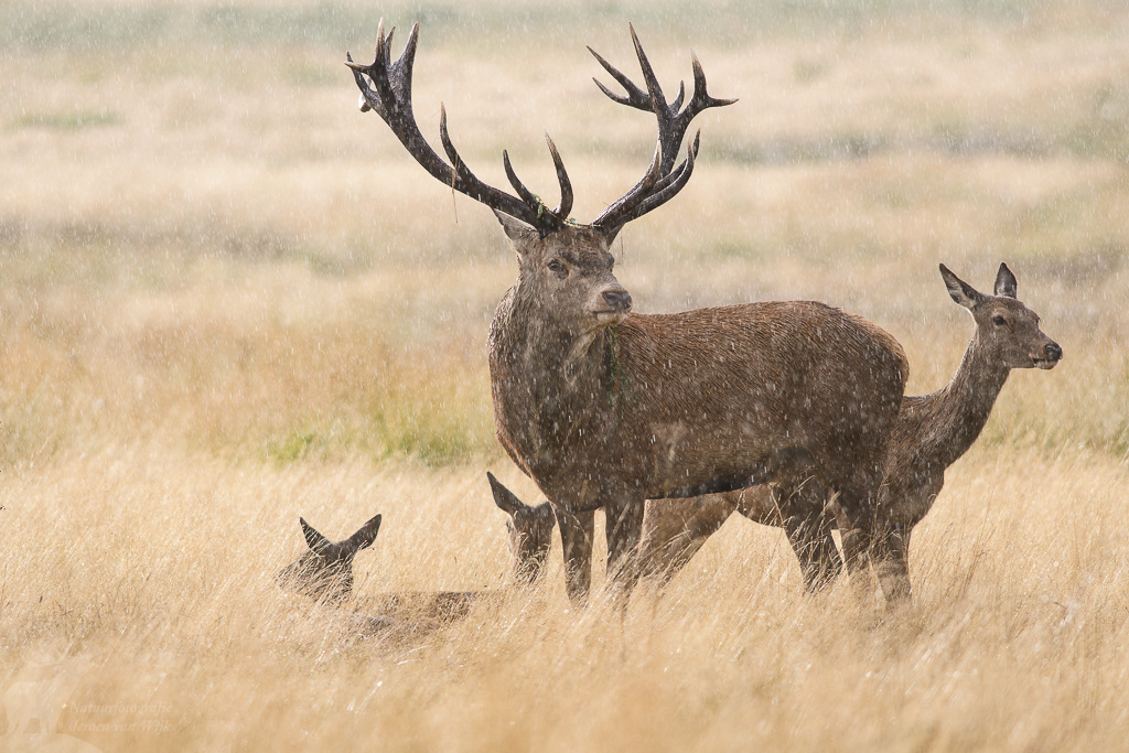 Edelhert (Cervus elaphus), Richmond Park