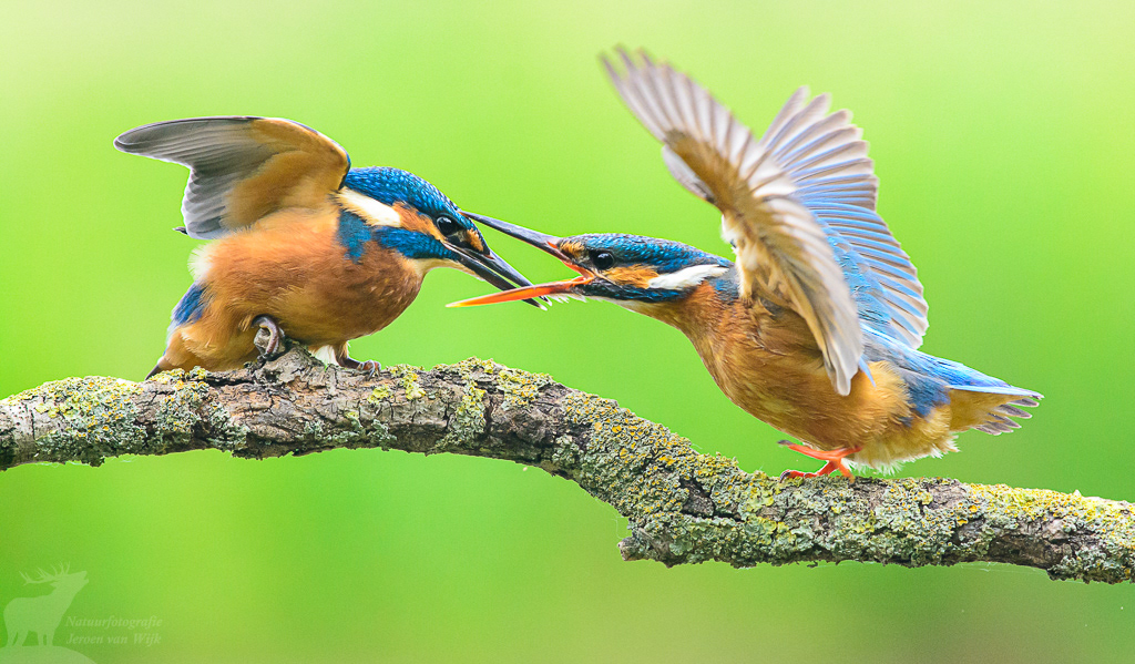 IJsvogel (Alcedo atthis)