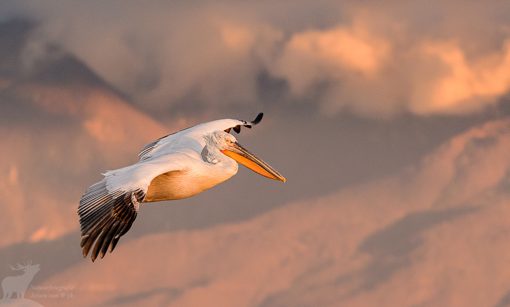 Kroeskoppelikaan (Pelecanus crispus), Kerkini Lake, Griekenland