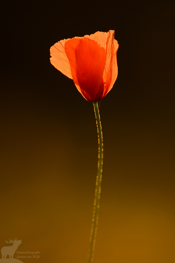 Klaproos (Papaver) in het tegenlicht