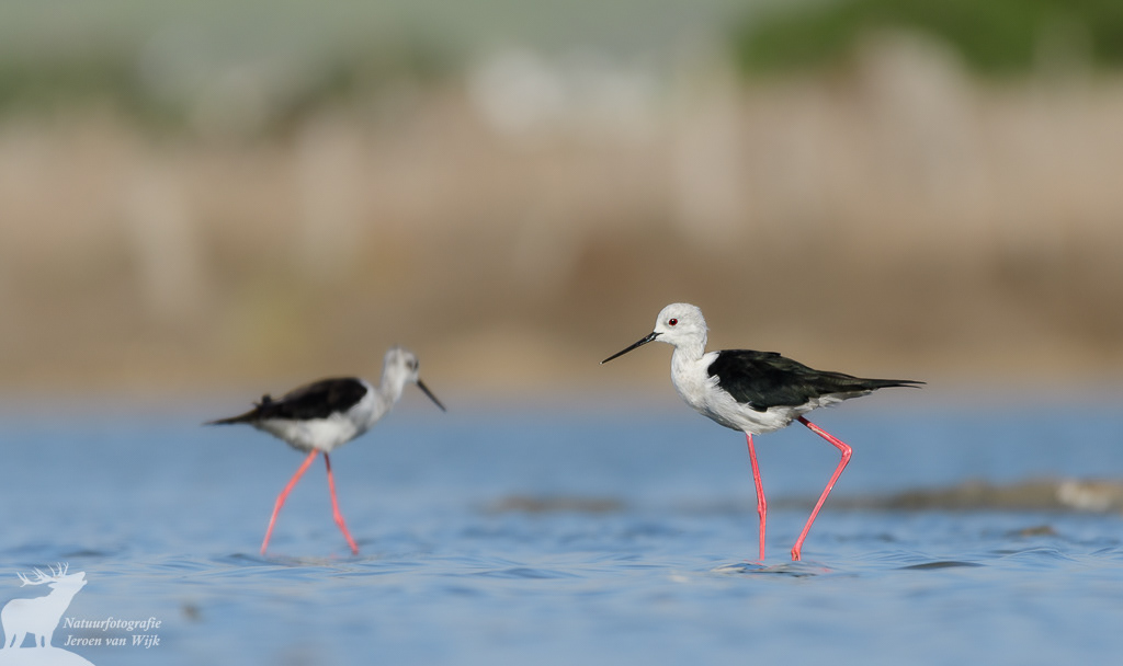 Steltkluut (Himantopus himantopus), Barbate