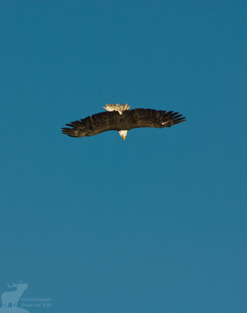 Amerikaanse zeearend (Haliaeetus leucocephalus)