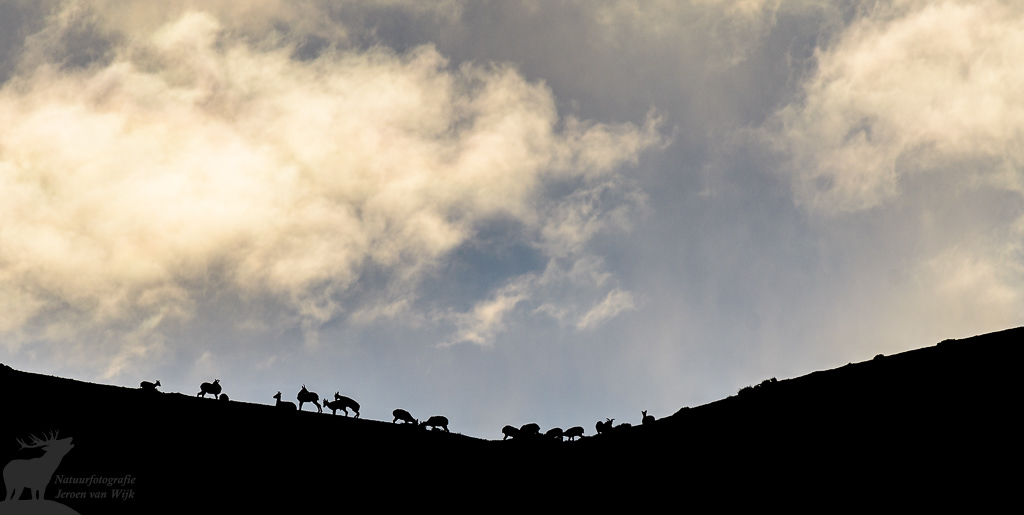 Blauwschaap (Pseudois nayaur). Rumbak Valley, juli 2019.