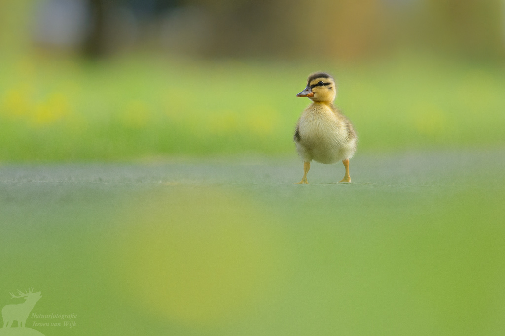 Wilde eend (Anas platyrhynchos)