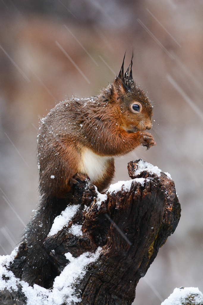Eekhoorn (Sciurus vulgaris)