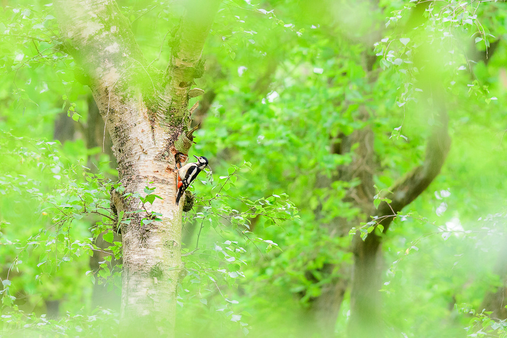 Grote bonte specht (Dendrocopos major)