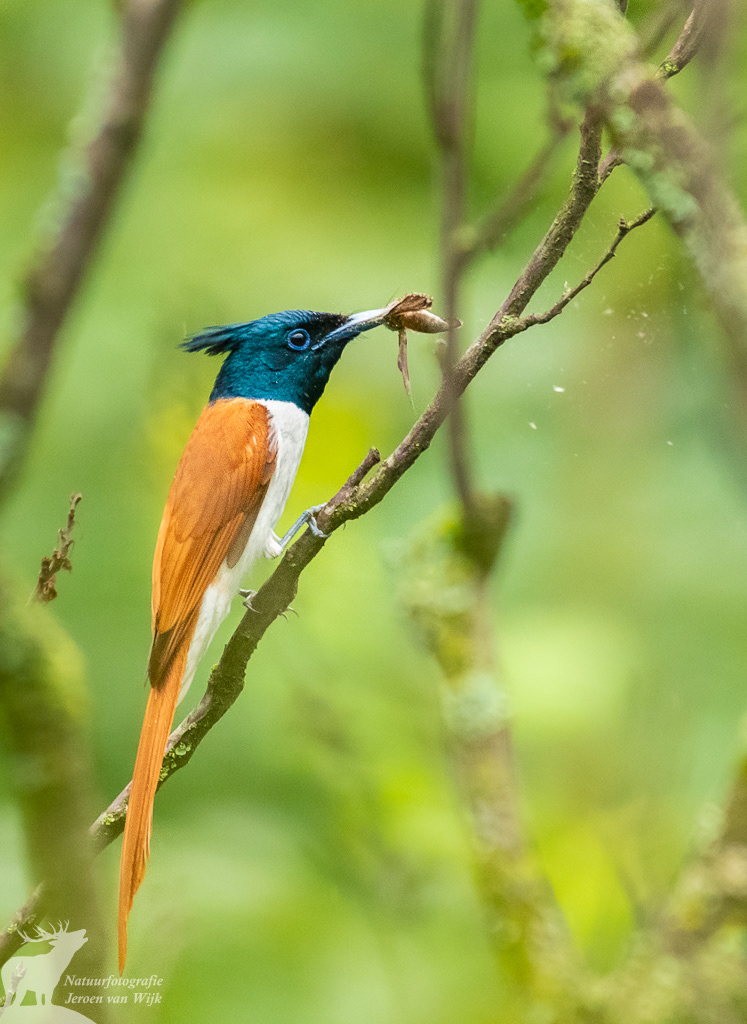 Indiase paradijsmonarch (Terpsiphone paradisi)