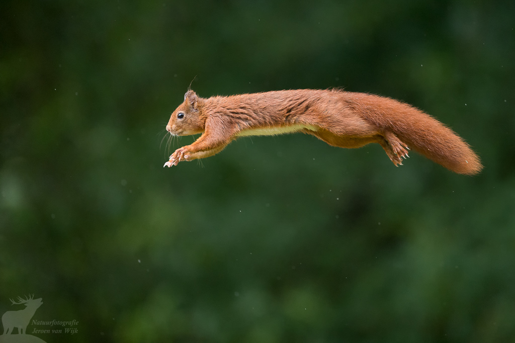 Eekhoorn (Sciurus vulgaris)