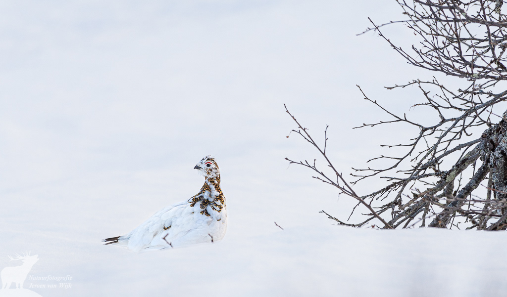 Vrouwtje moerassneeuwhoen (Lagopus lagopus)
