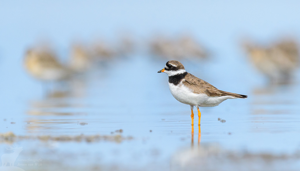Bontbekplevier (Charadrius hiaticula)