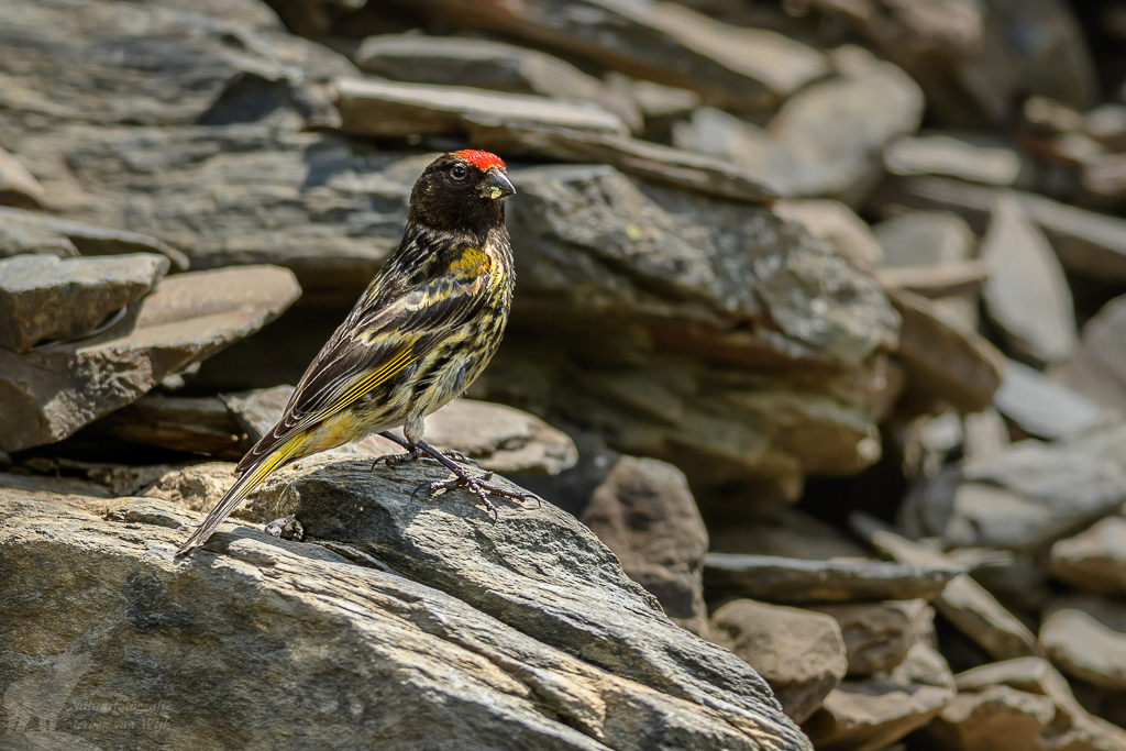 Roodvoorhoofdkanarie (Serinus pusillus)