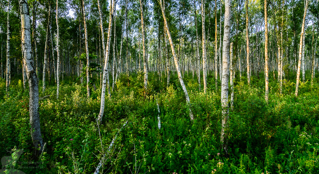 Vochtig berkenbos, Biebrza