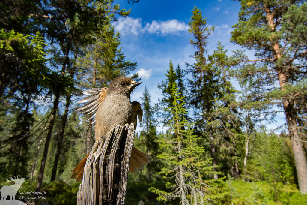 Taigagaai (Perisoreus infaustus), Zweeds Lapland, 2013.