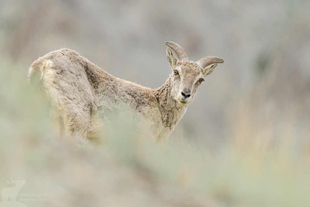 Blauwschaap (Pseudois nayaur). Rumbak Valley, juli 2019.