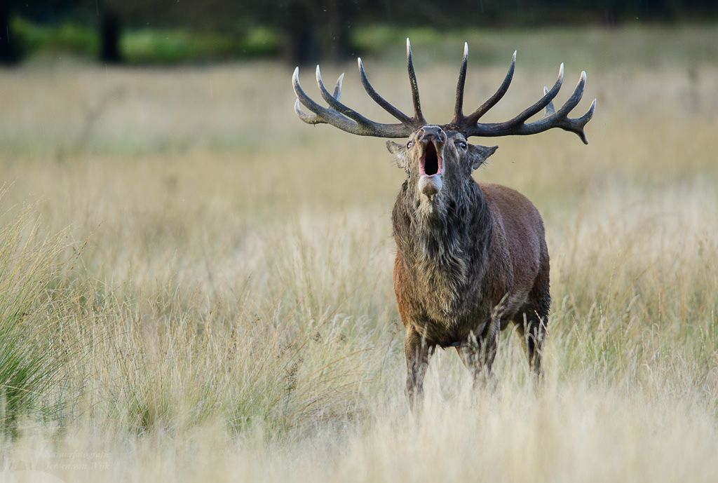 Edelhert (Cervus elaphus), Richmond Park