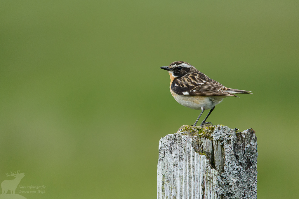 Paapje (Saxicola rubetra)