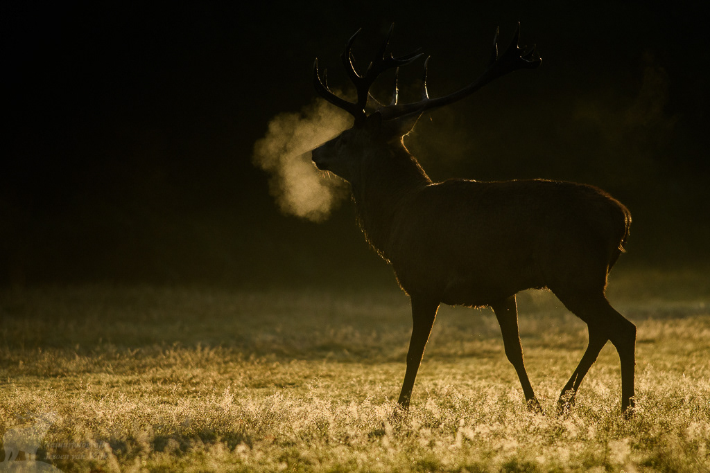 Edelhert (Cervus elaphus), Richmond Park