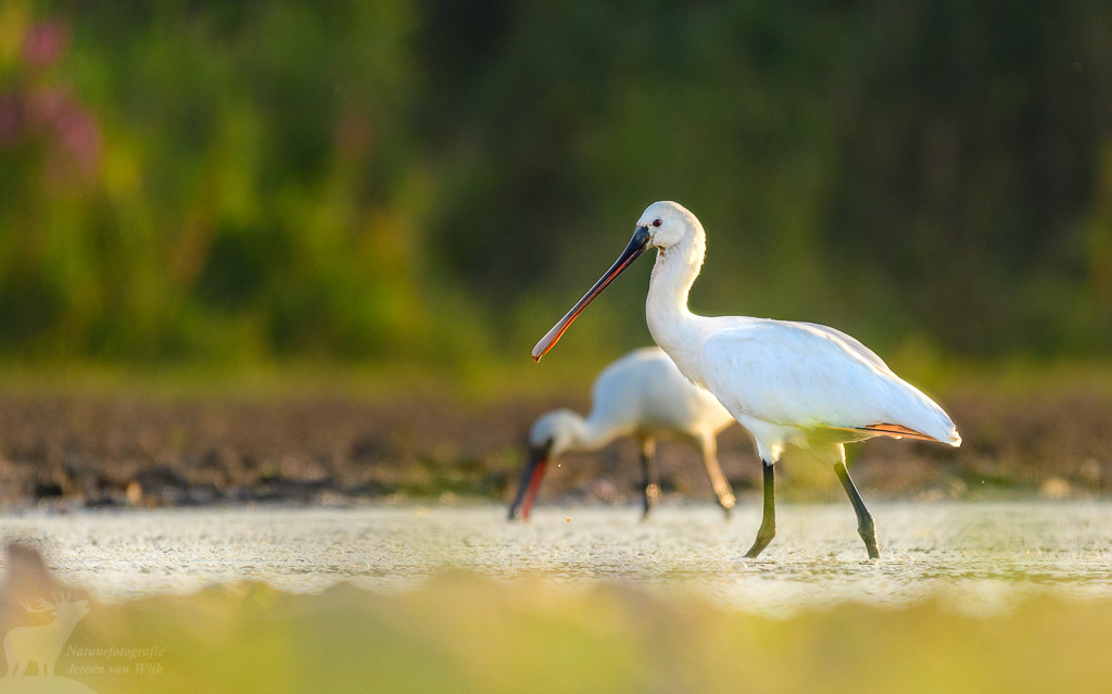 Lepelaar (Platalea leucorodia)
