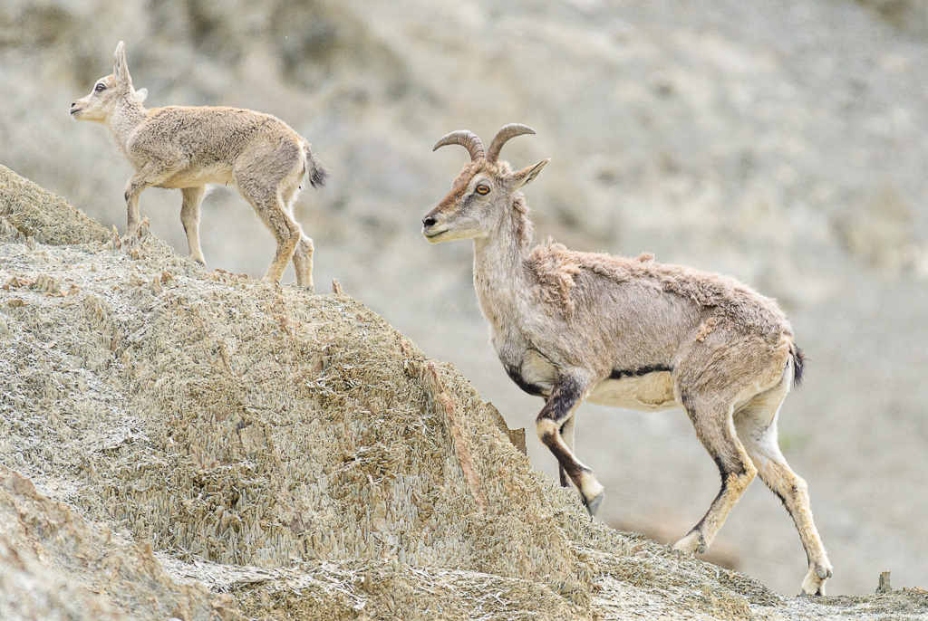Blauwschaap (Pseudois nayaur). Rumbak Valley, juli 2019.
