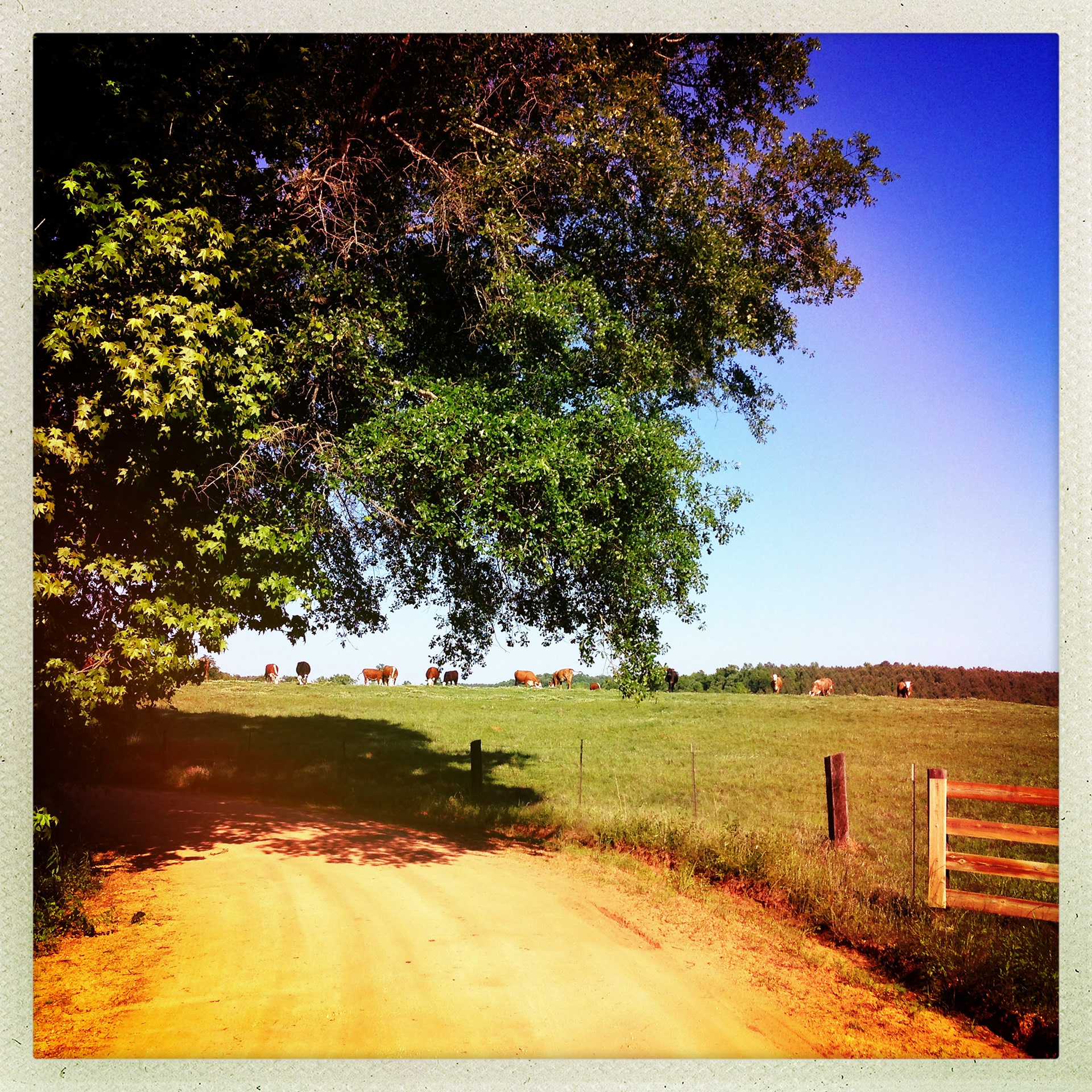 After meeting the three sharecroppers at the courthouse, Evans and Agee gave them a ride home, following this dirt road up to Mills Hill.