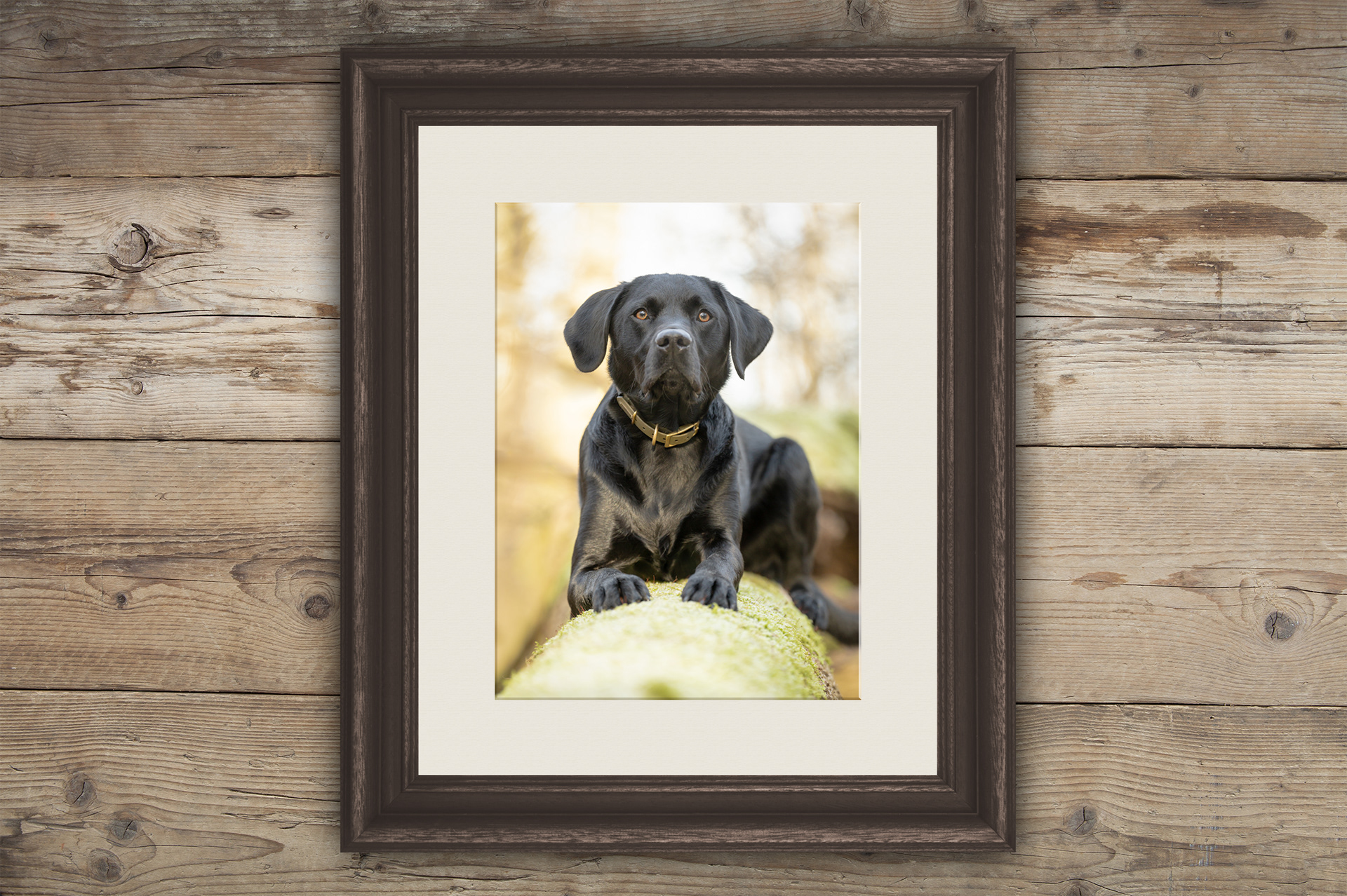 wooden frame hand made bespoke with mounted fine art print large black Labrador to be hung on wall