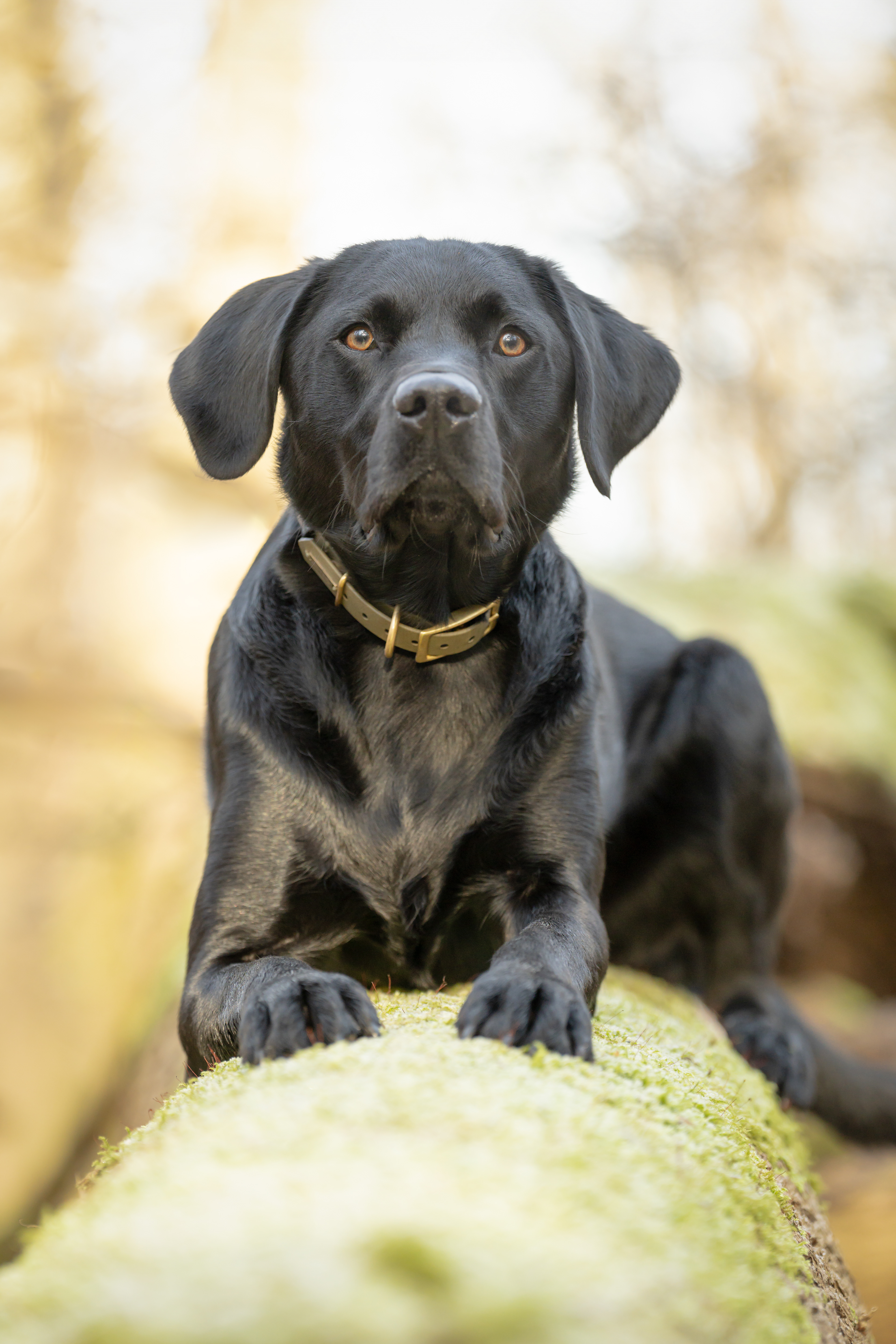 large print picture of a beautiful black Labrador dog posing golden light dog photography lincoln pet photographer lincolnshire