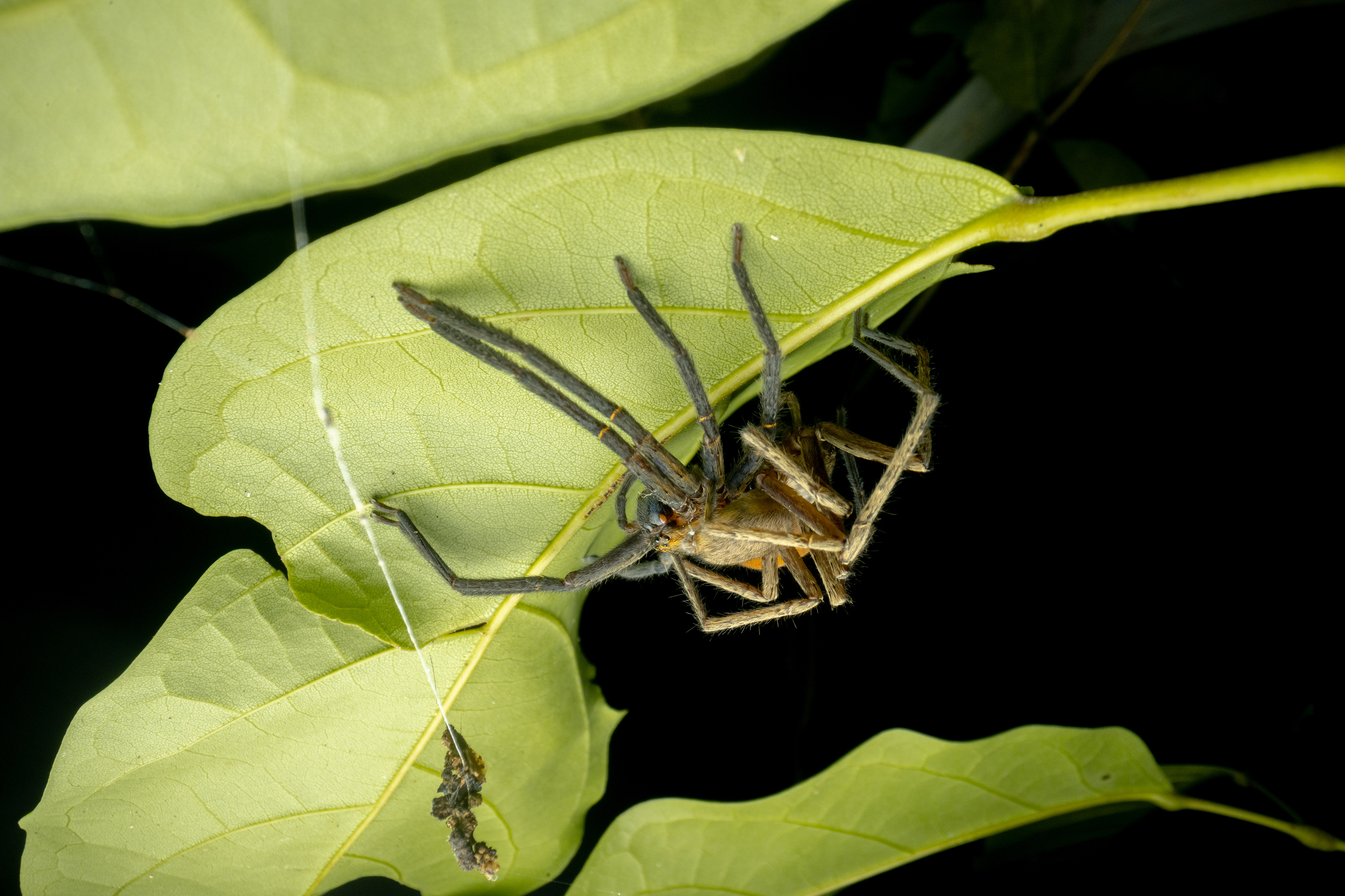  huntsman spider (Sadala velox)