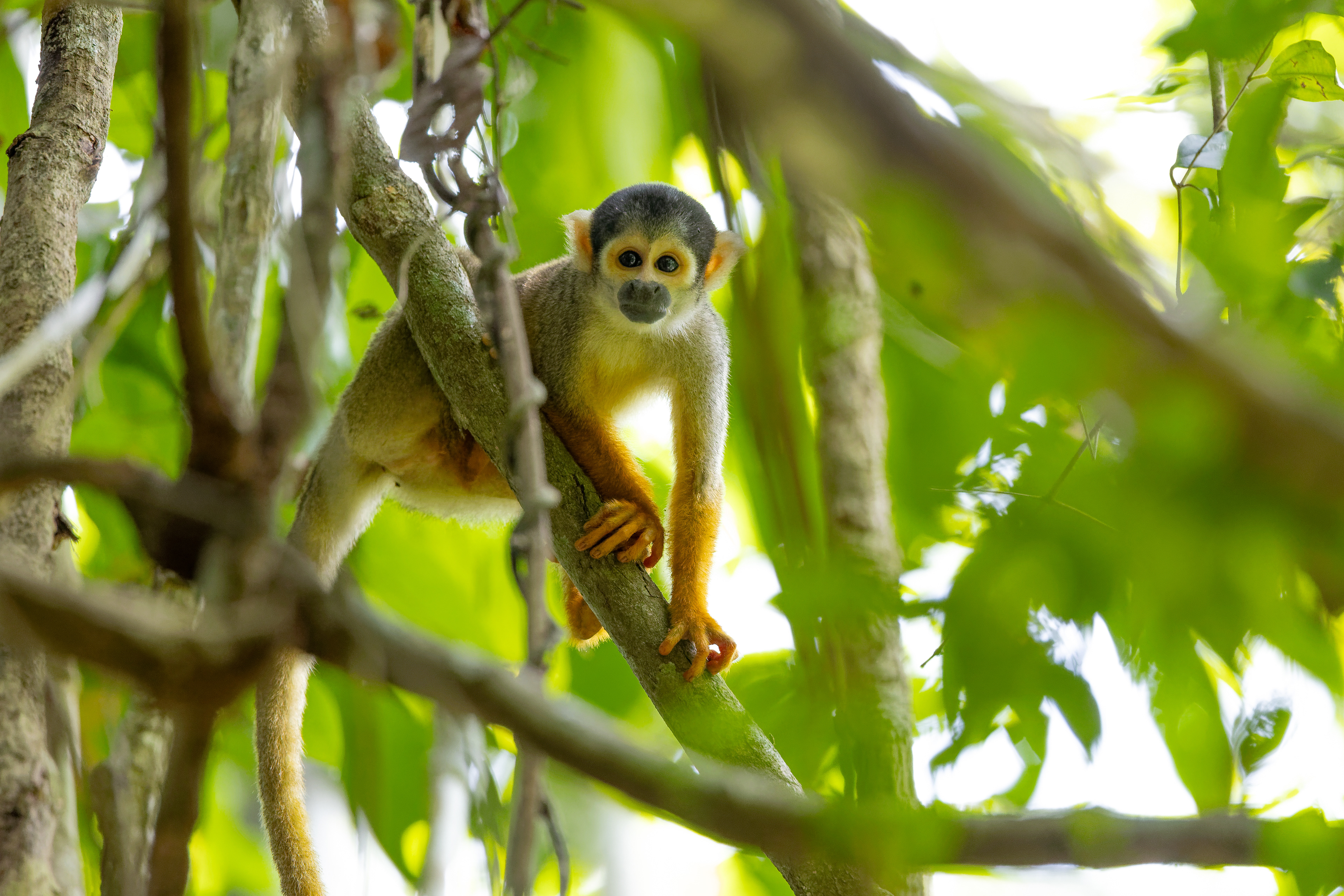 Totenkopfaffe (Saimiri boliviensis peruviensis)