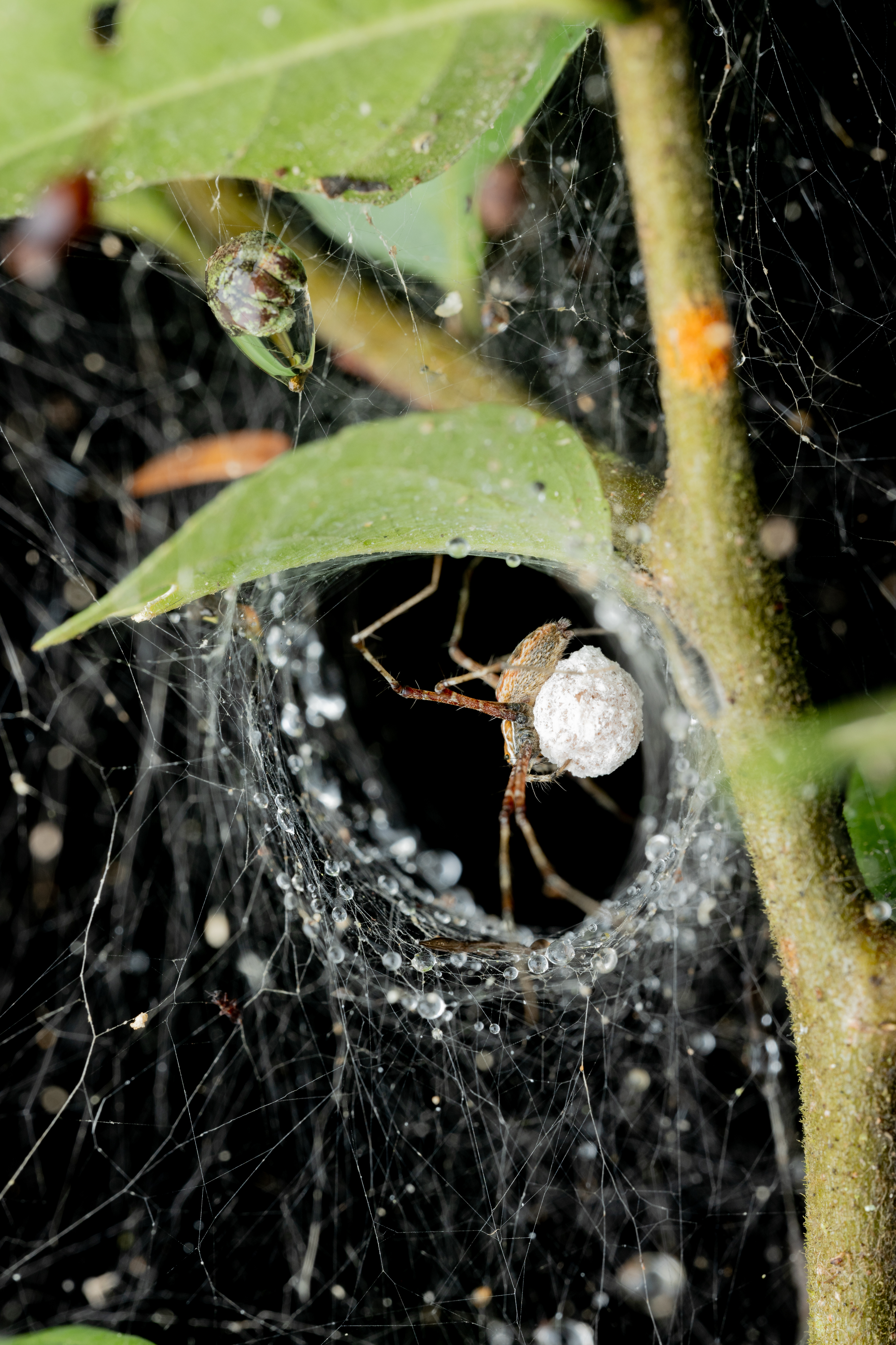 Nursey web spider (Achitis species)