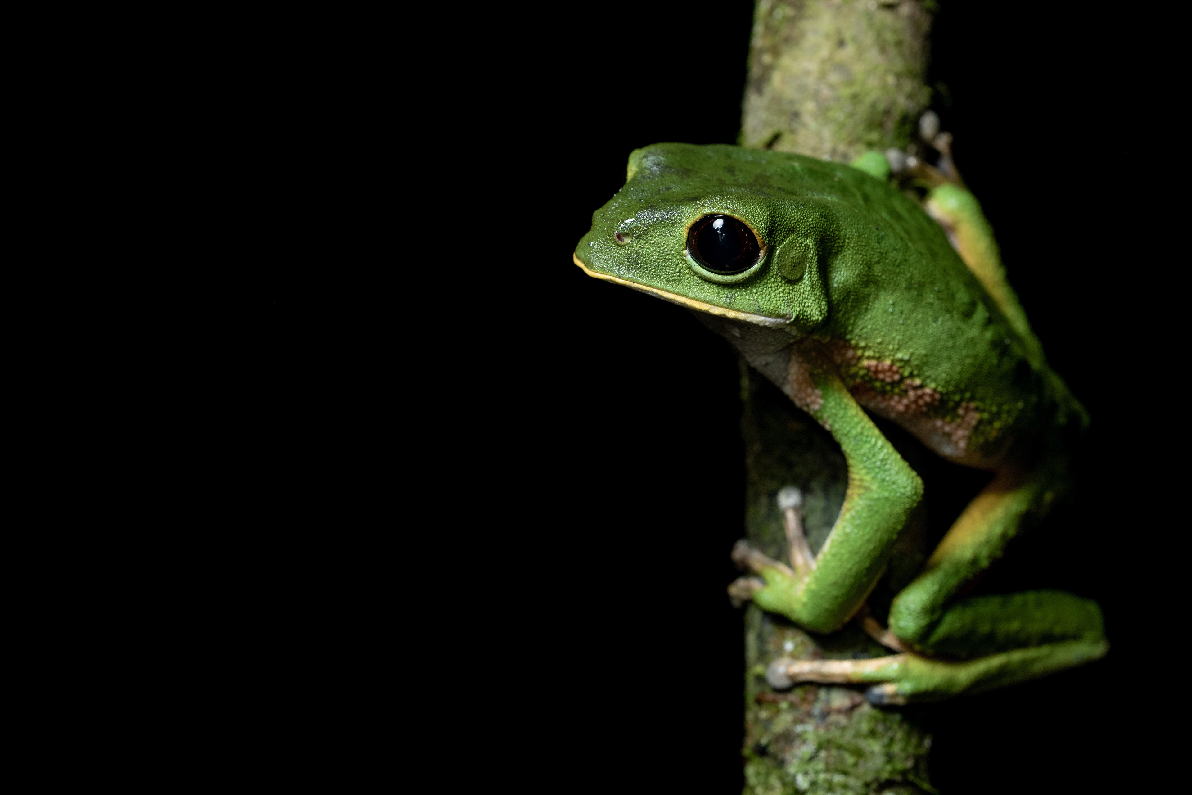 Tree frog (Phyllomedusa species)