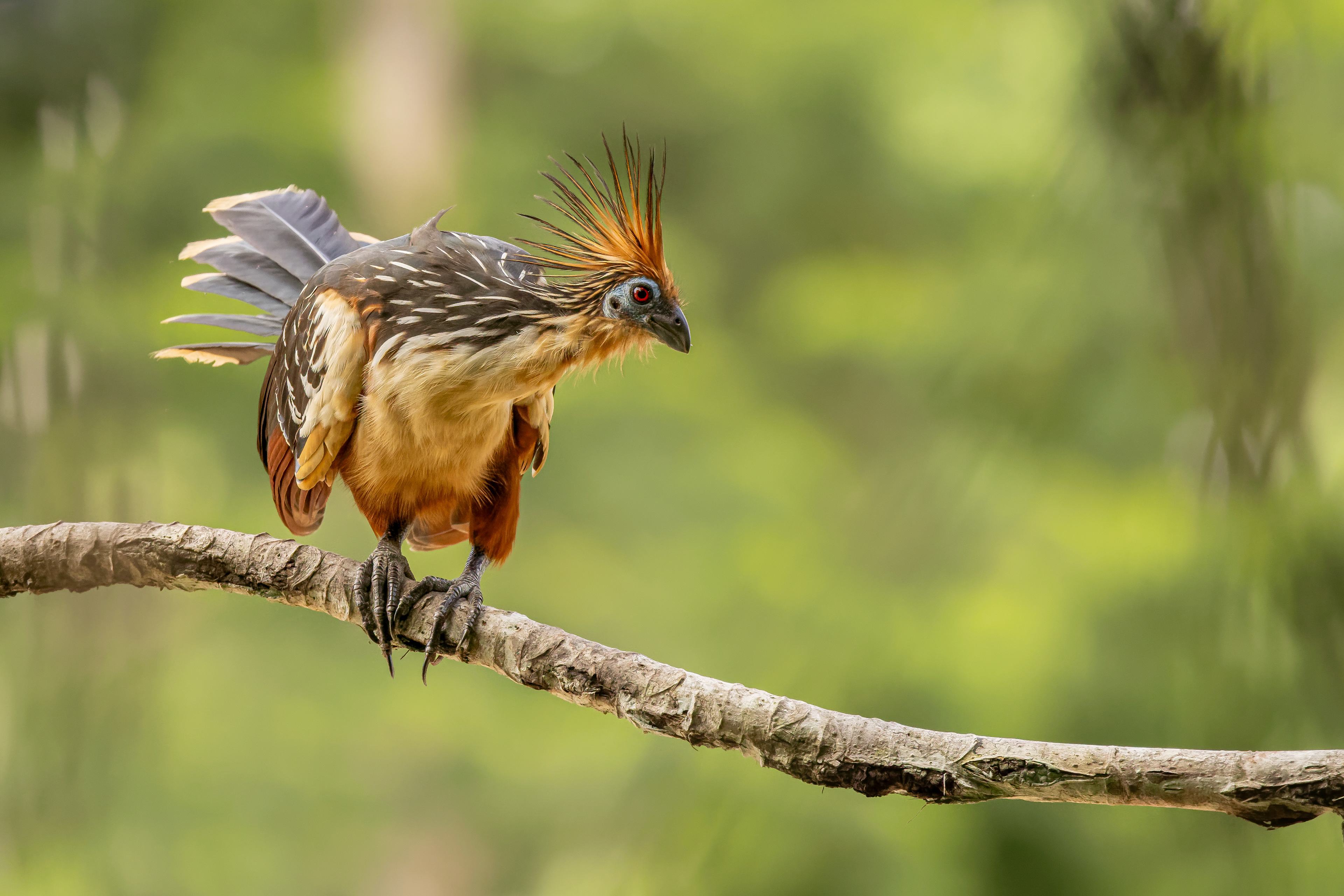 Hoatzin