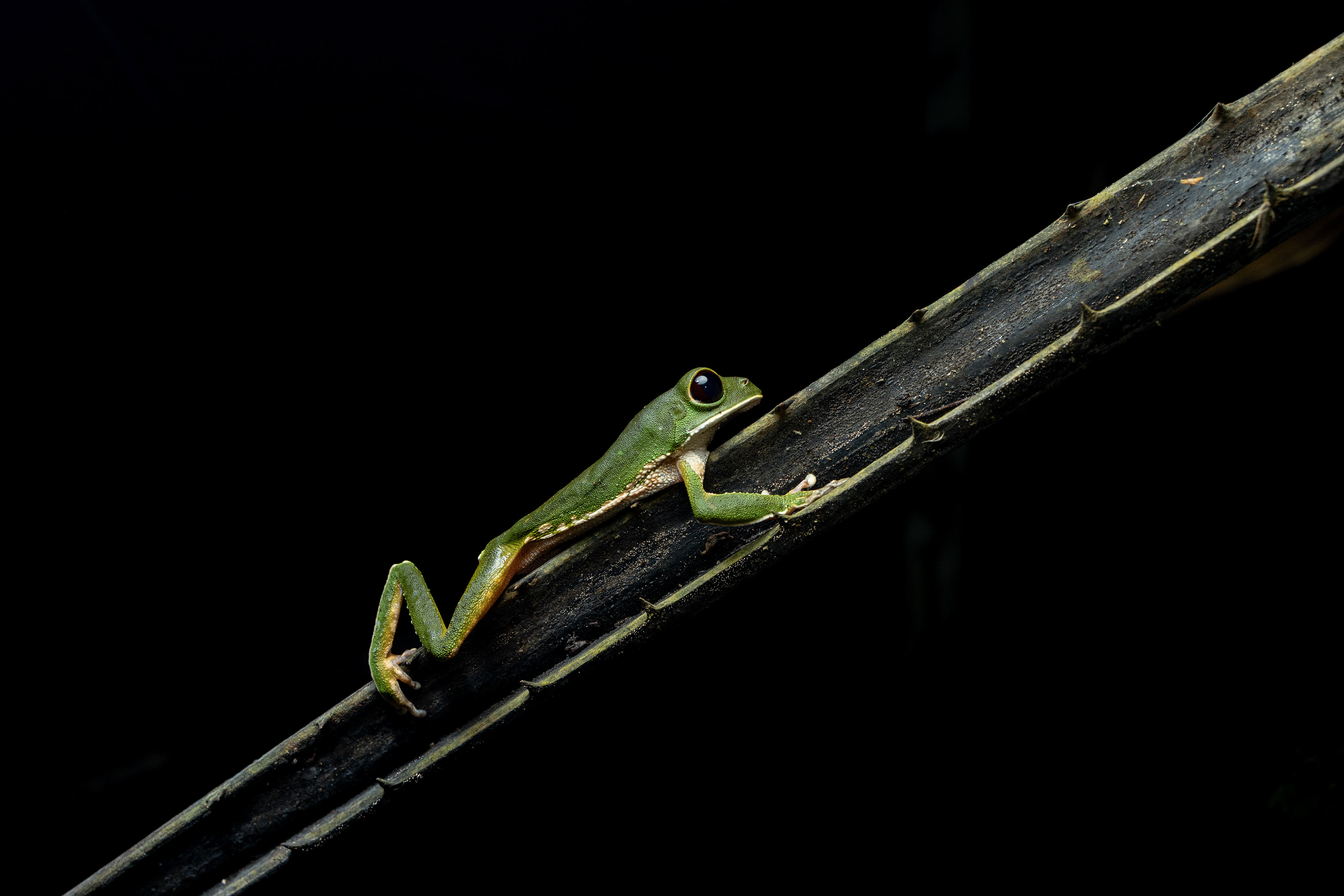 Tree frog (Phyllomedusa species)