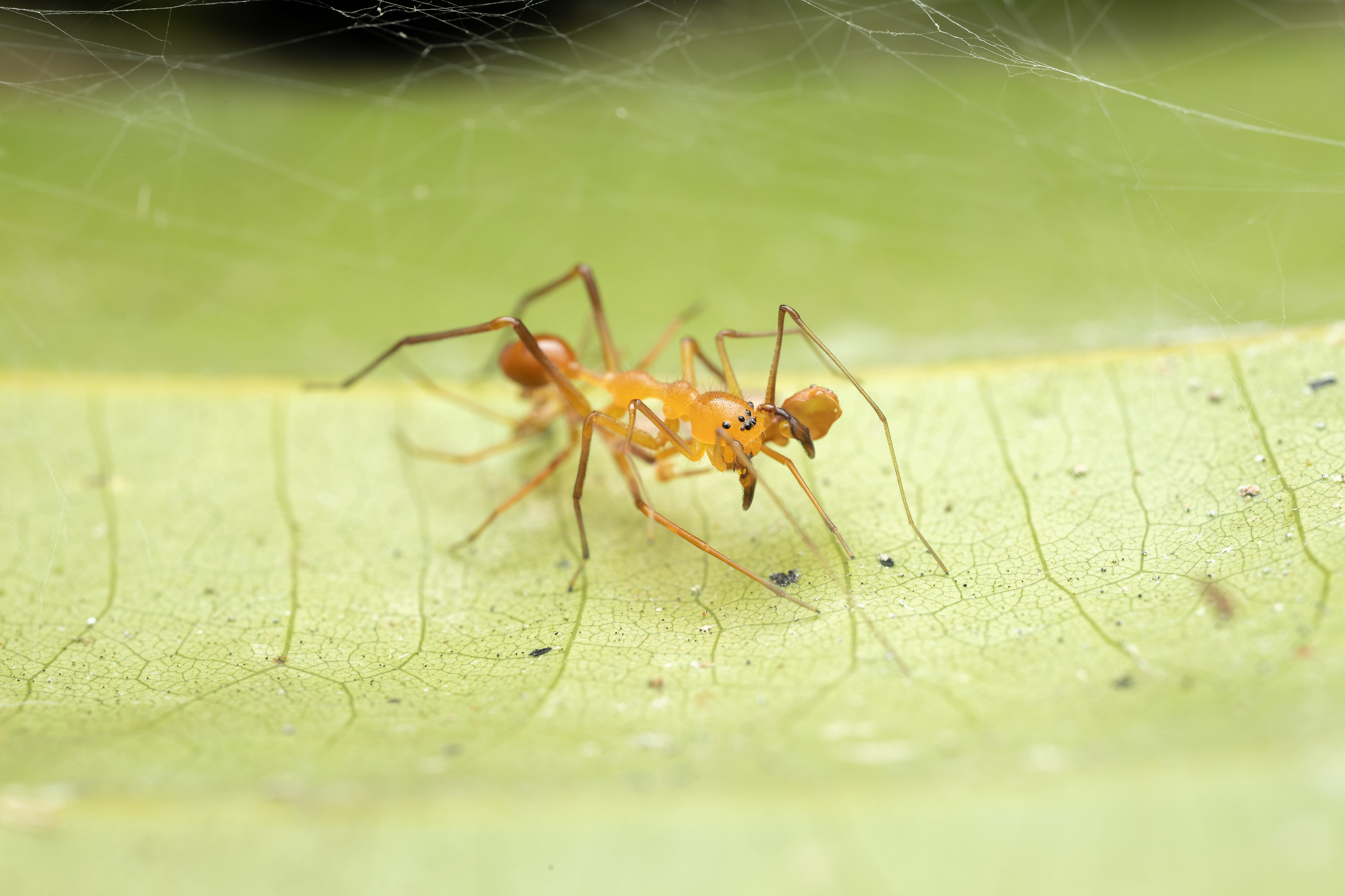 Myrmecium tanguro