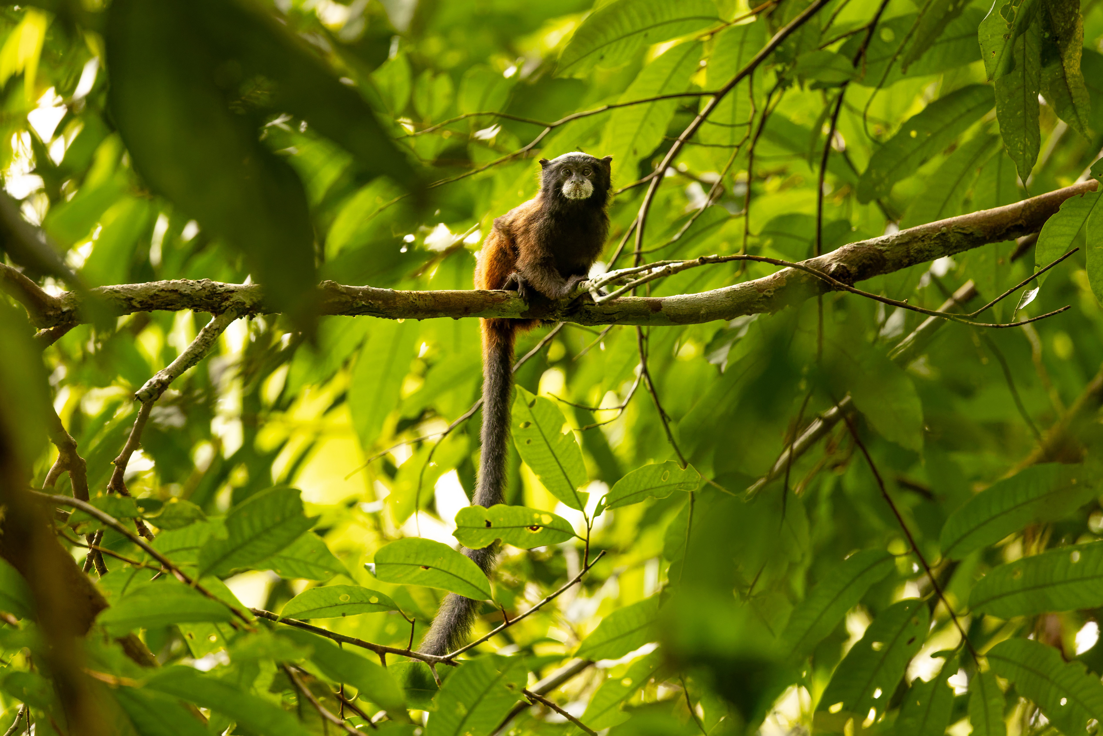 Andean saddle-back tamarin (Leontocebus leucogenys)