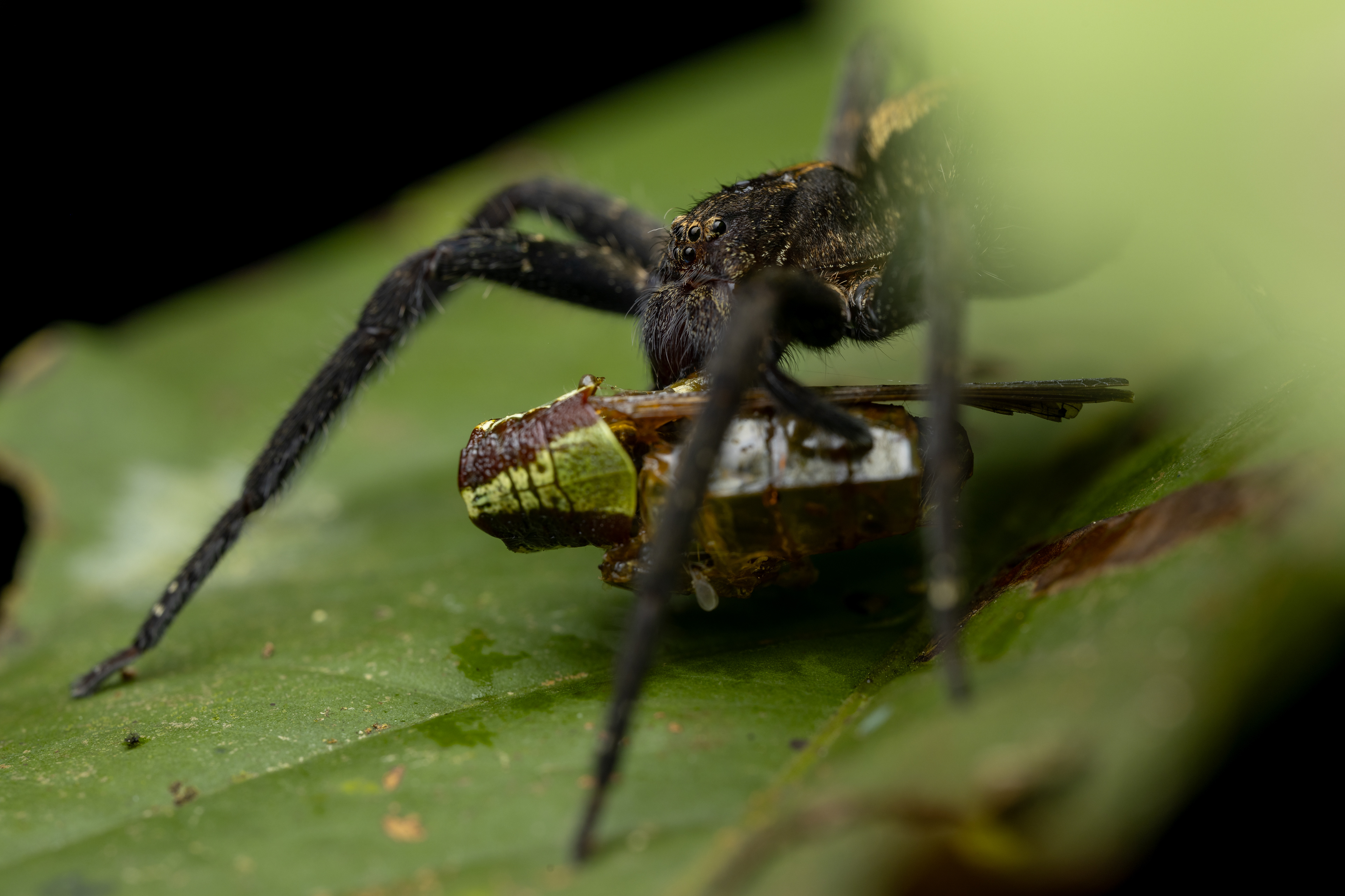 Wandering spider (Ctenus species)