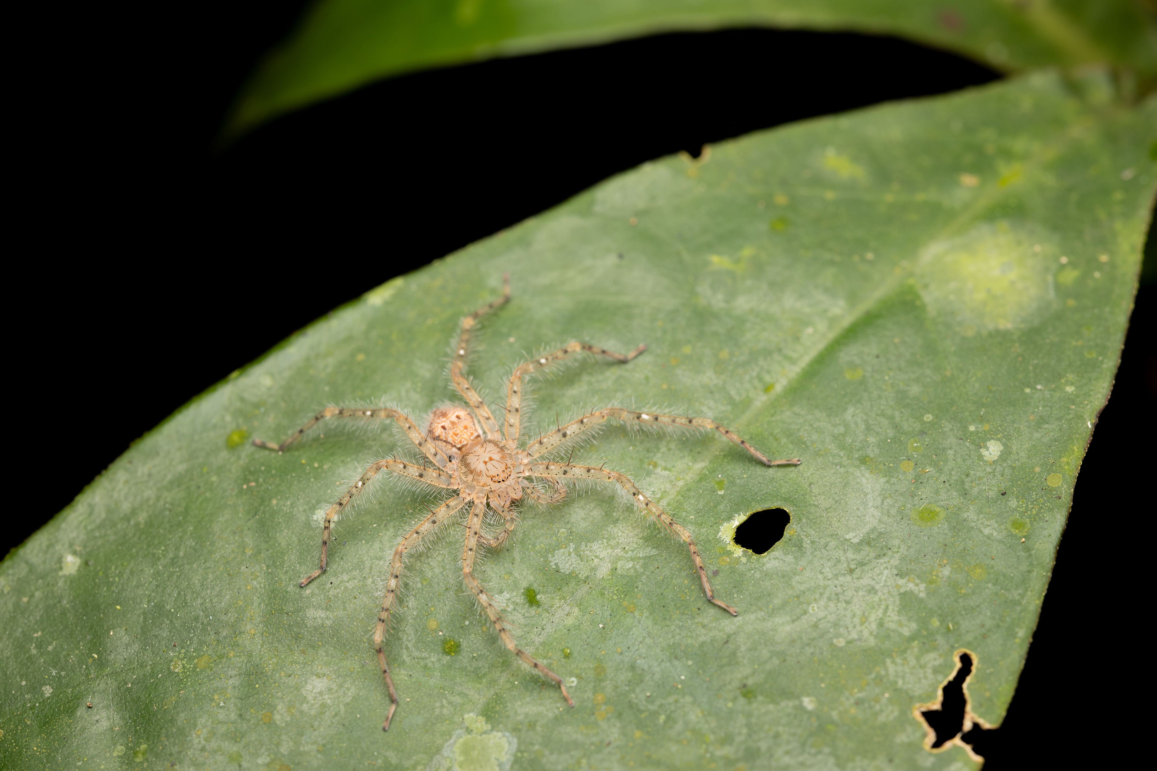 Sparassidae