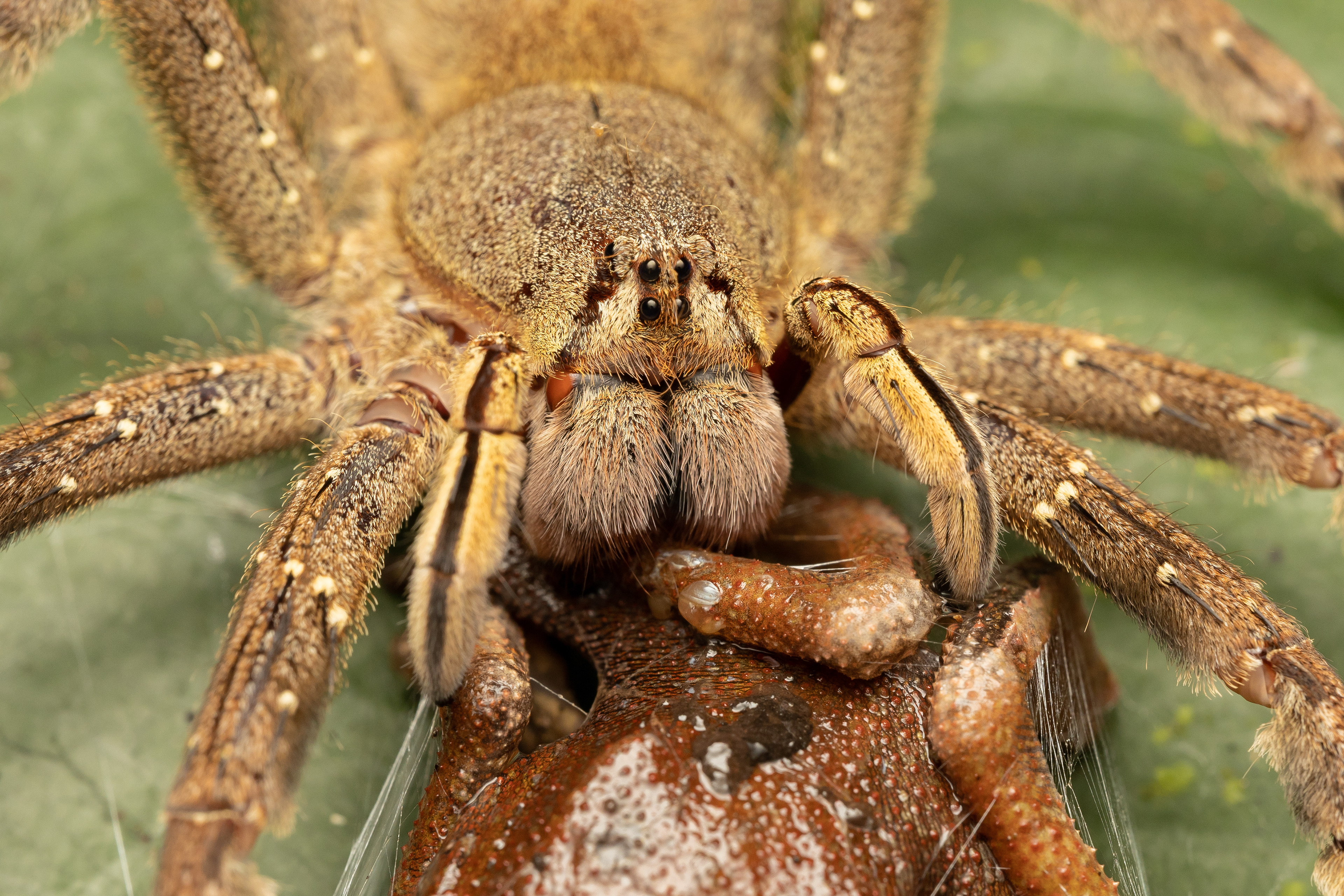Wanderspinnen (Phoneutria fera)