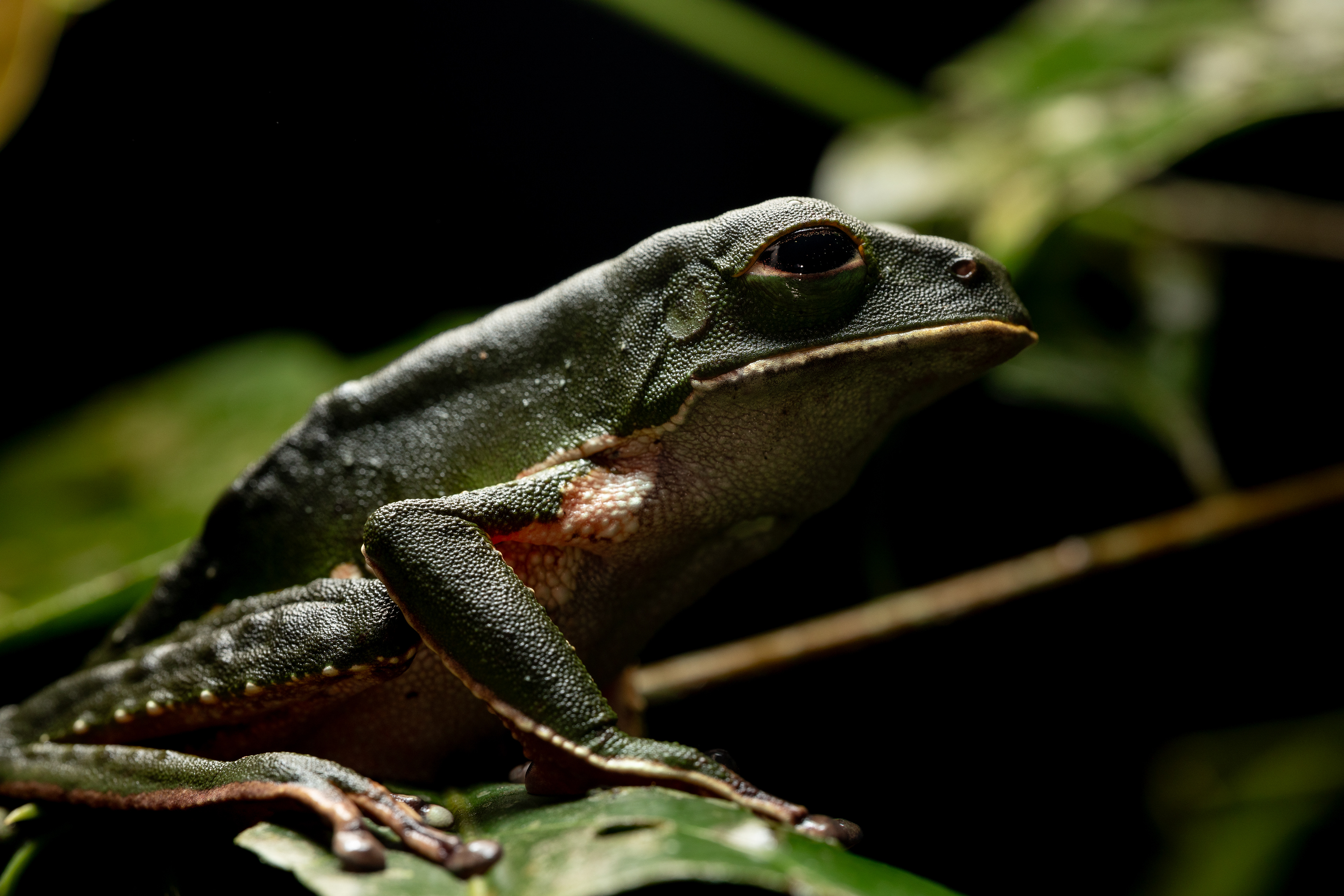 Tree frog (Phyllomedusa species)