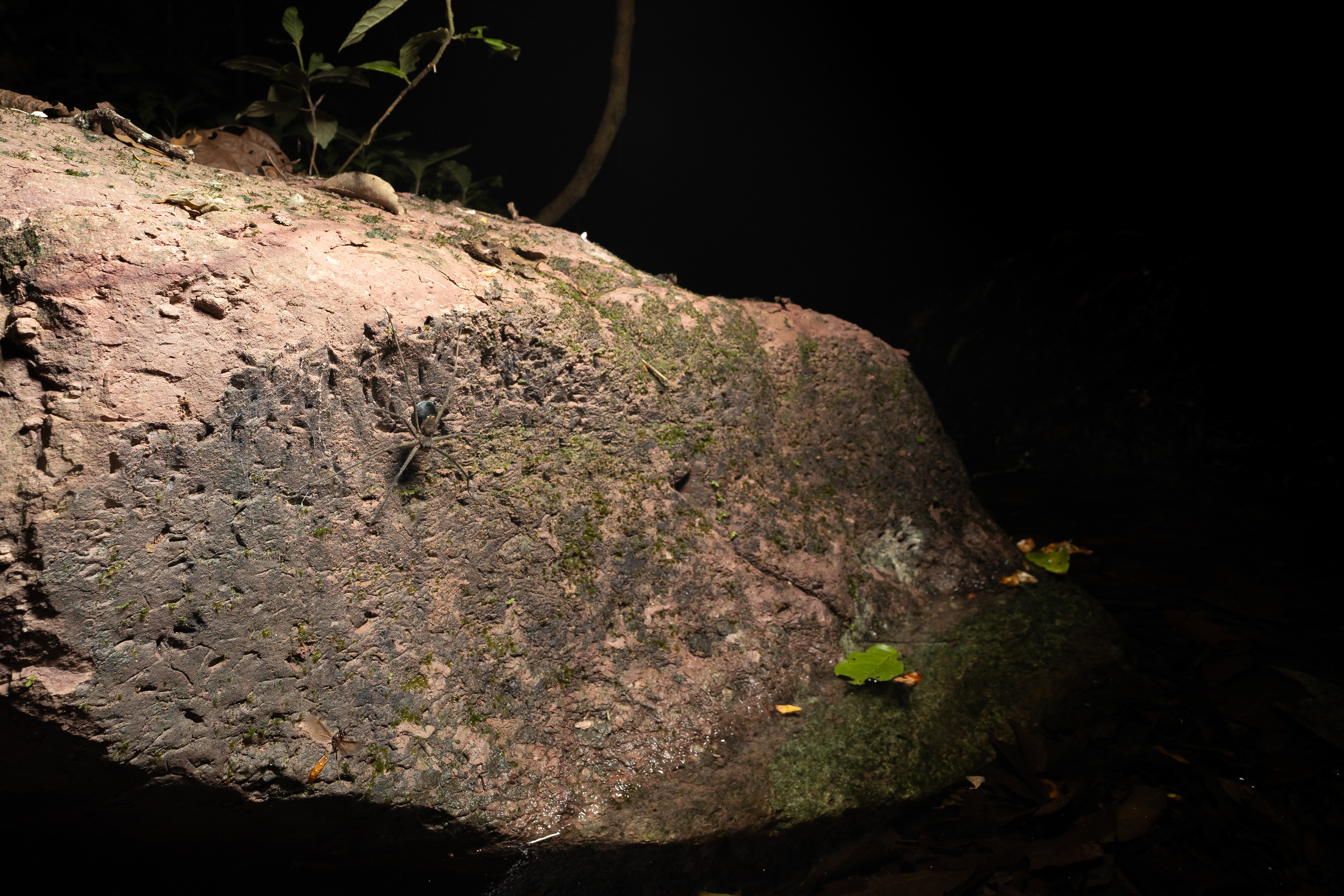 Trechalea maconneli