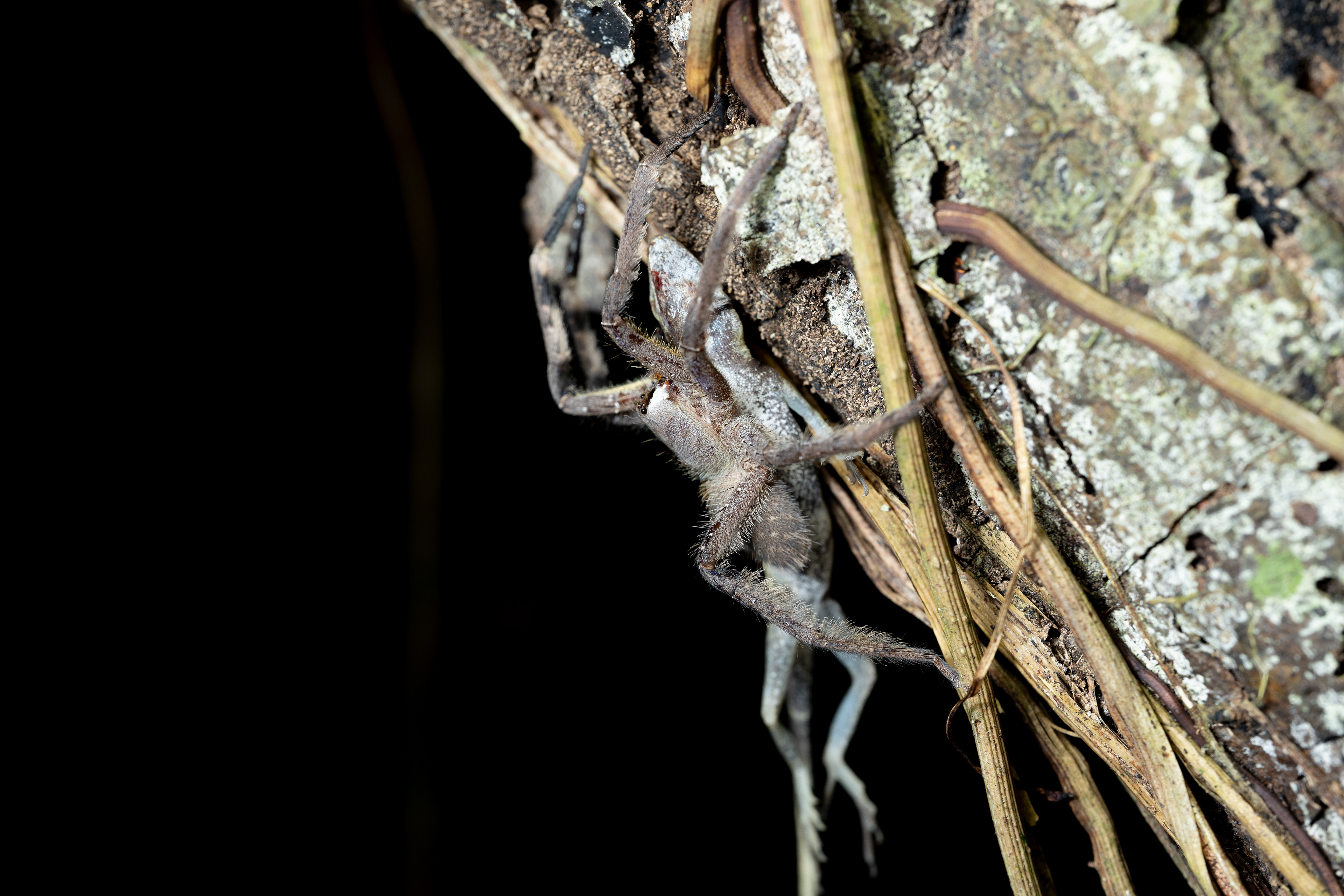 Wandering spider (Phoneutria boliviensis)