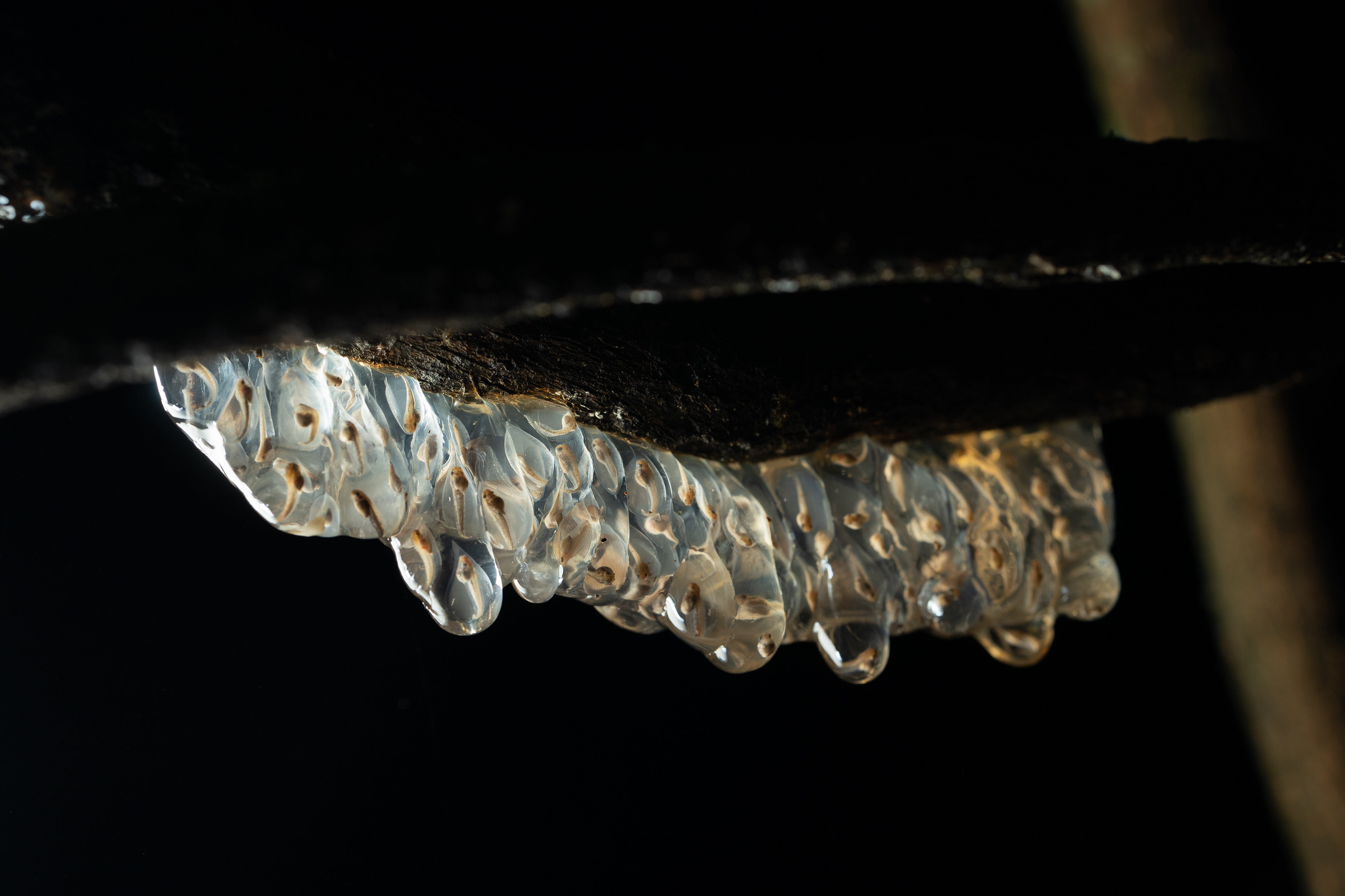 Tree frog (Phyllomedusa species)