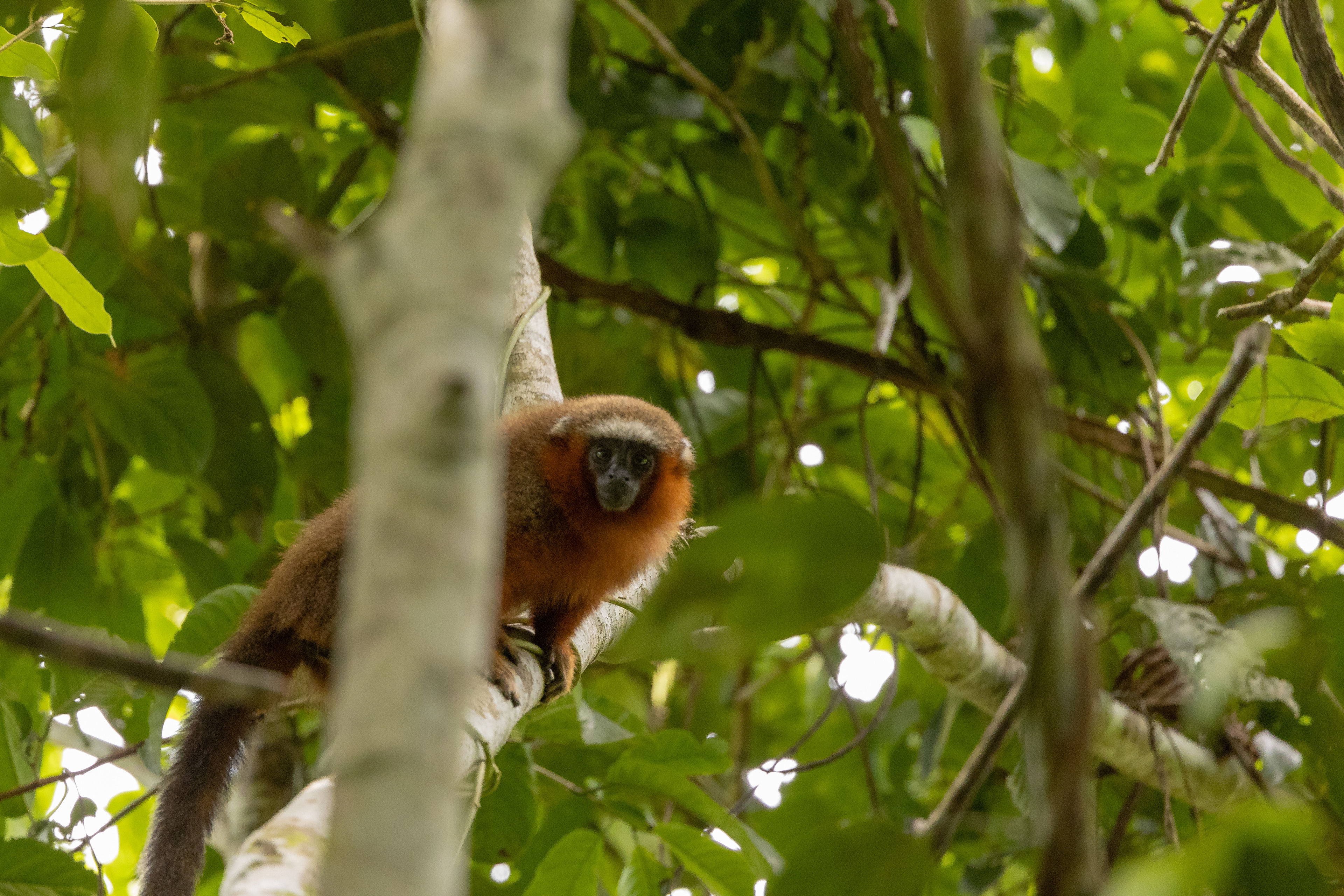 White-tailed titi monkey (Plecturocebus discolor)