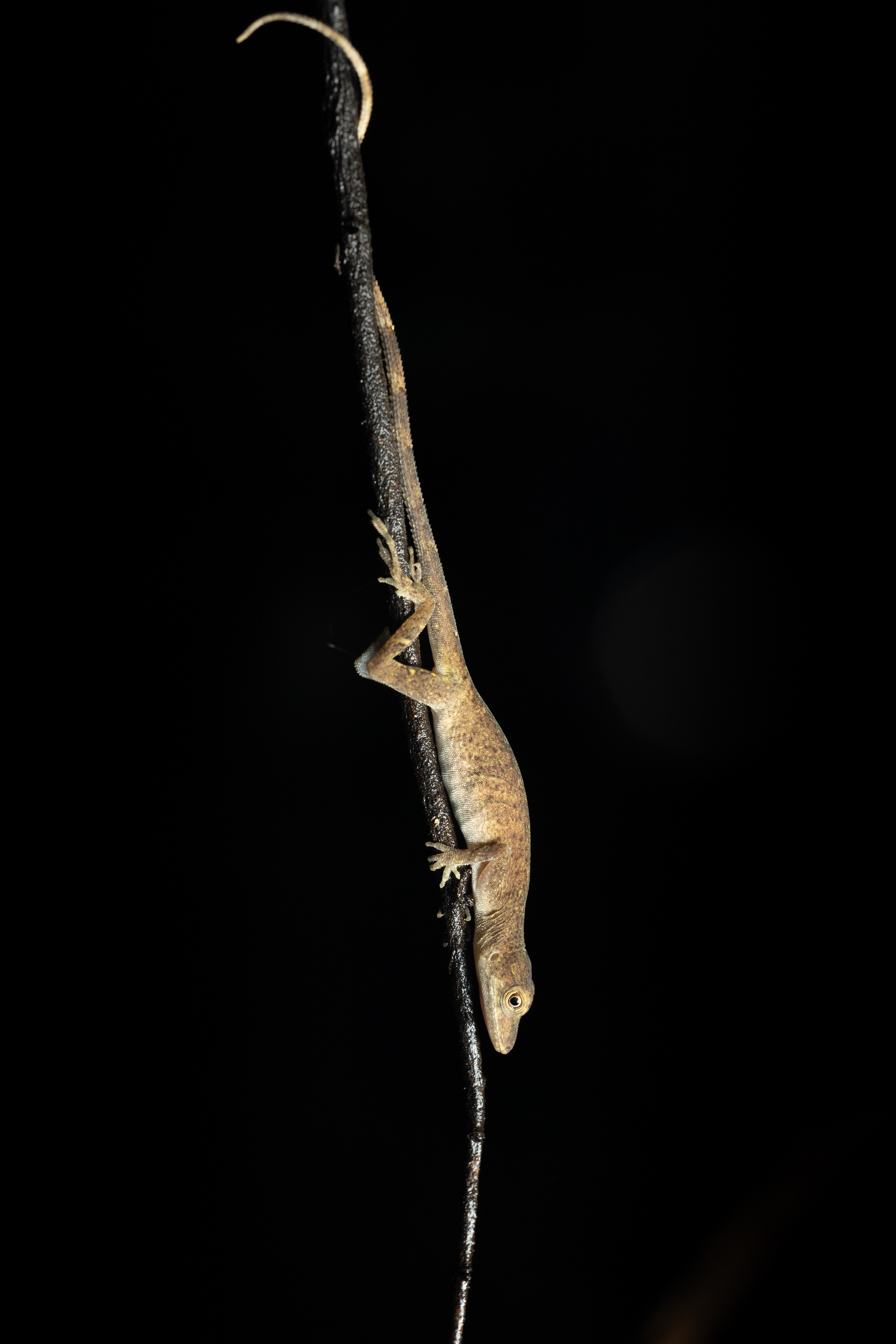 Anolis species