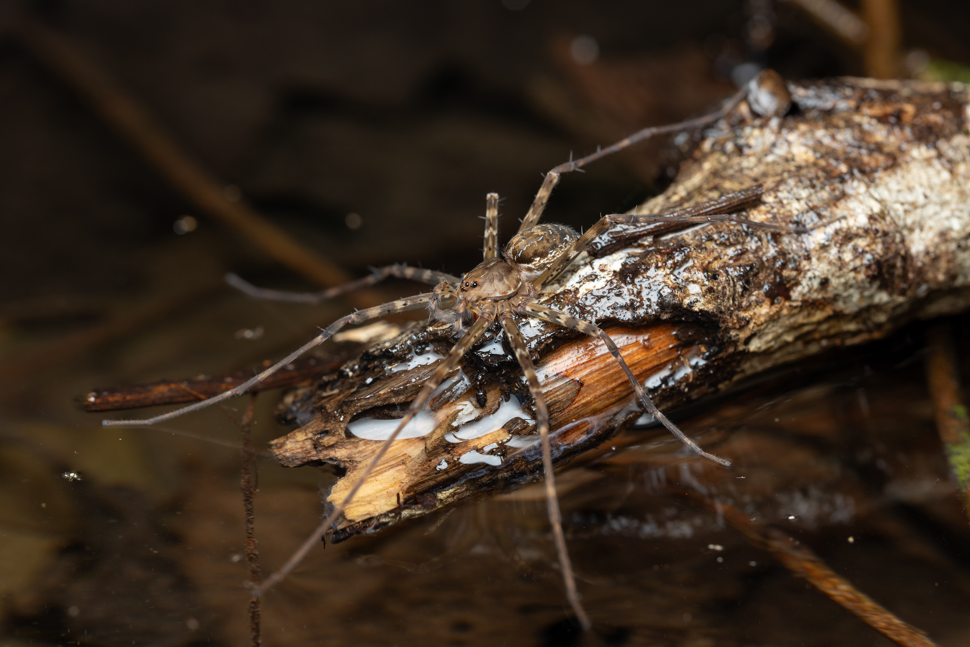 Nursey web Spider (Thaumasia species)