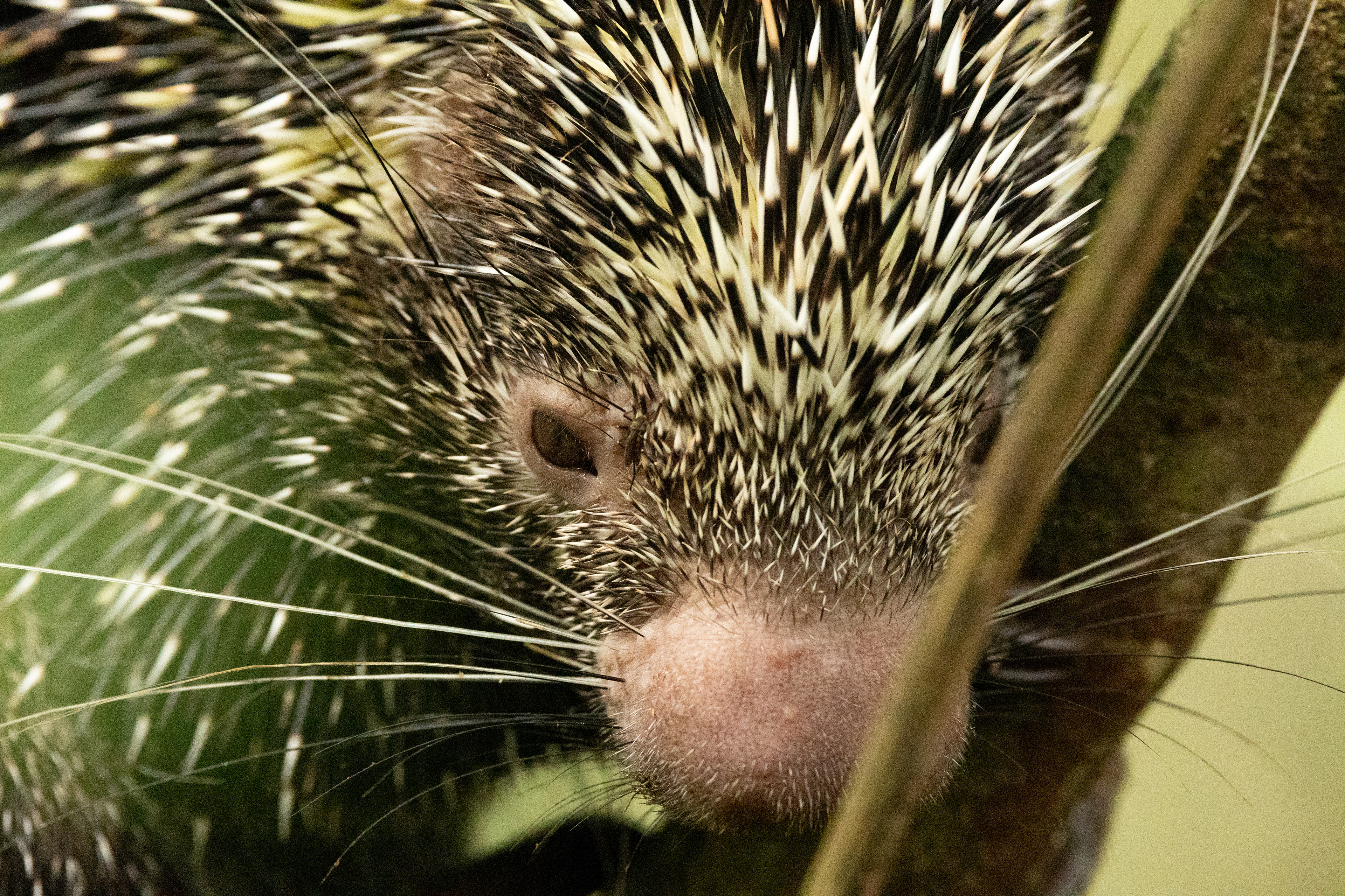 Bicolored-spined porcupine (Coendou bicolor)