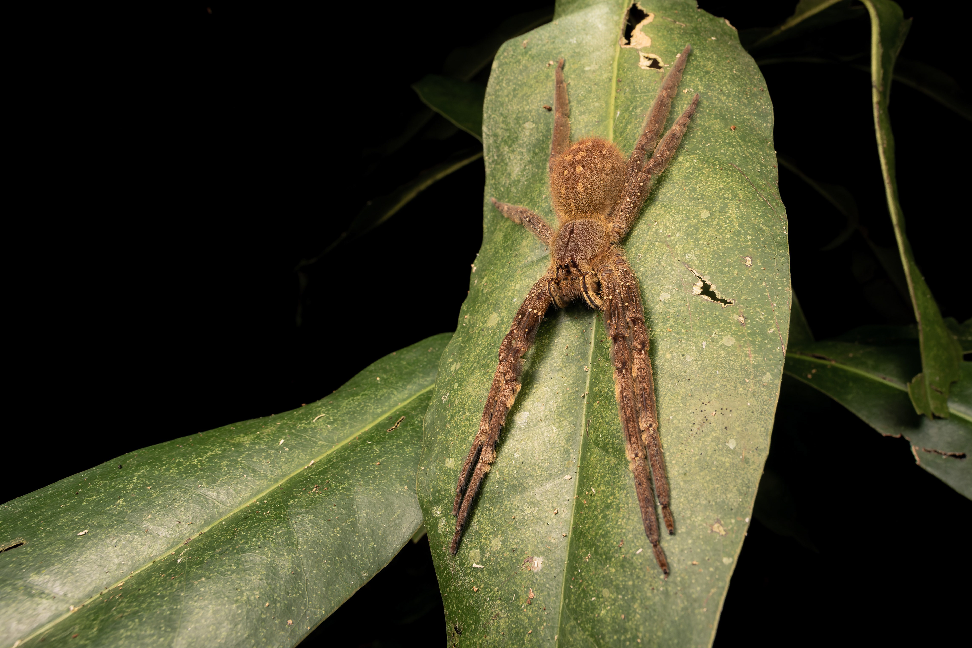 Phoneutria fera