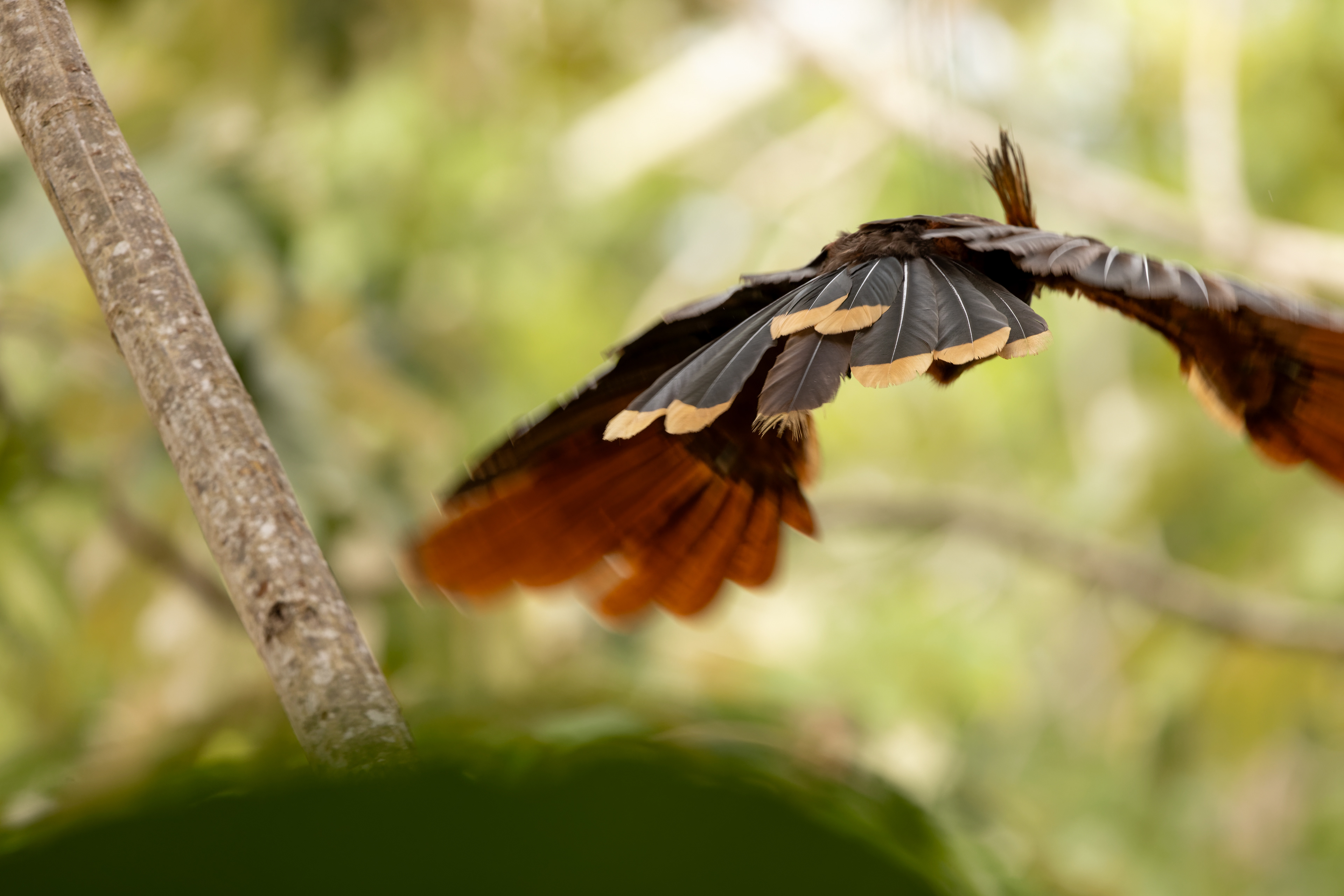 Hoatzin
