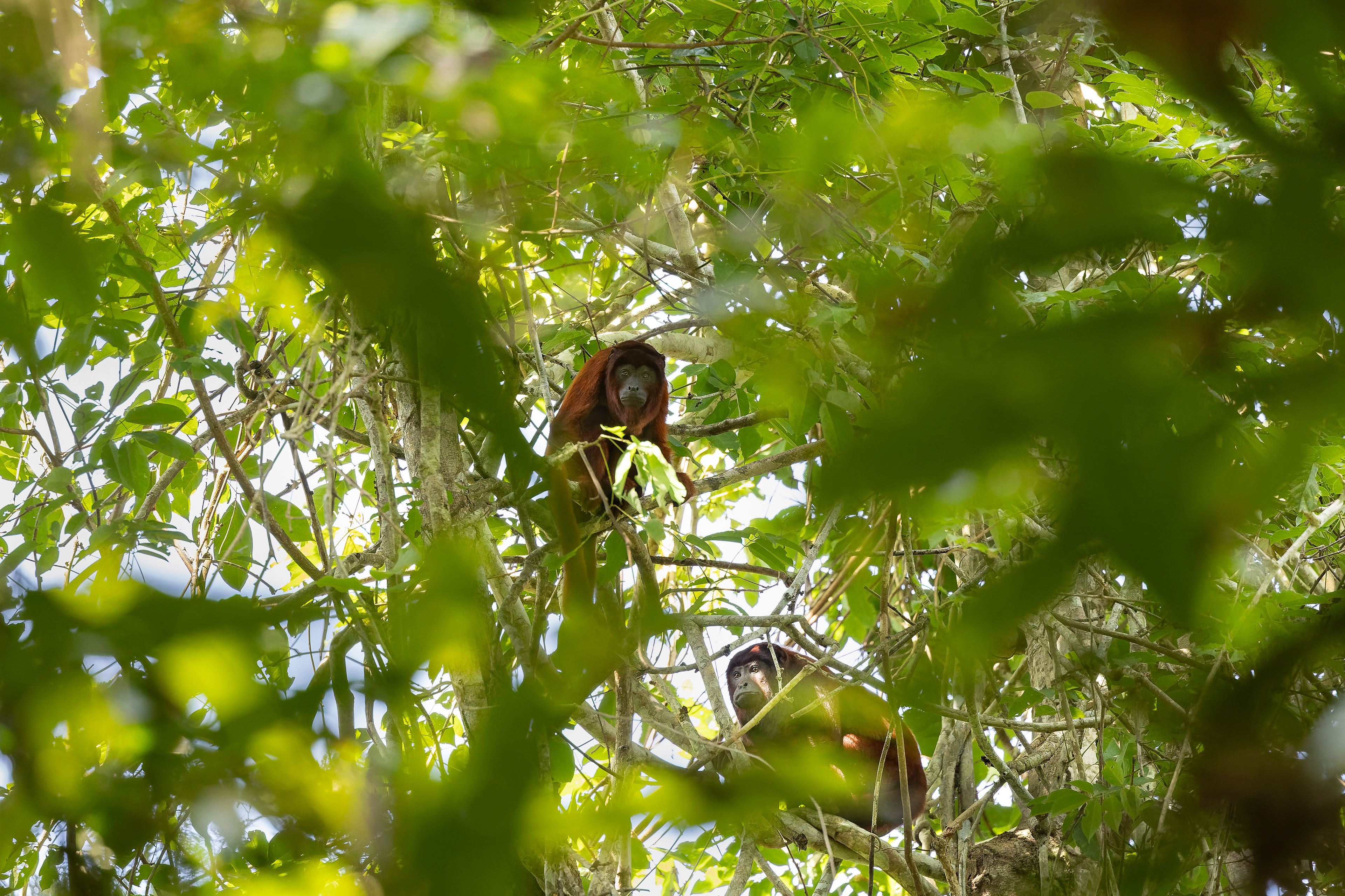Roter Brüllaffe (Alouatta seniculus)